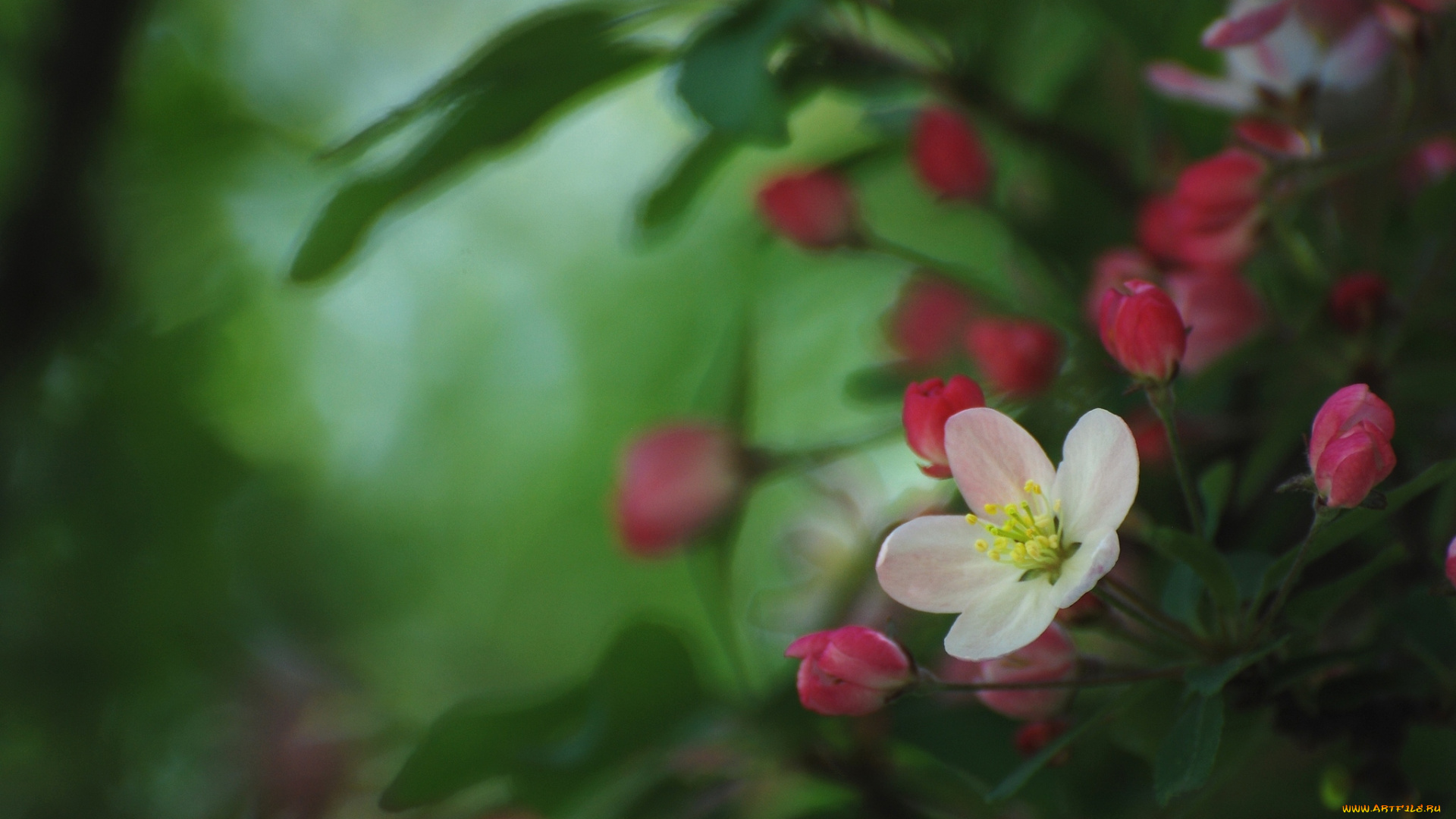 цветы, цветущие, деревья, кустарники, весна