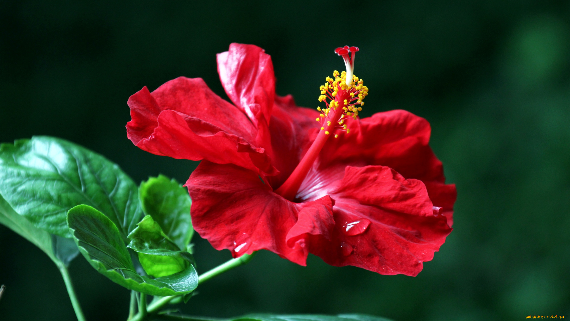 цветы, гибискусы, красный
