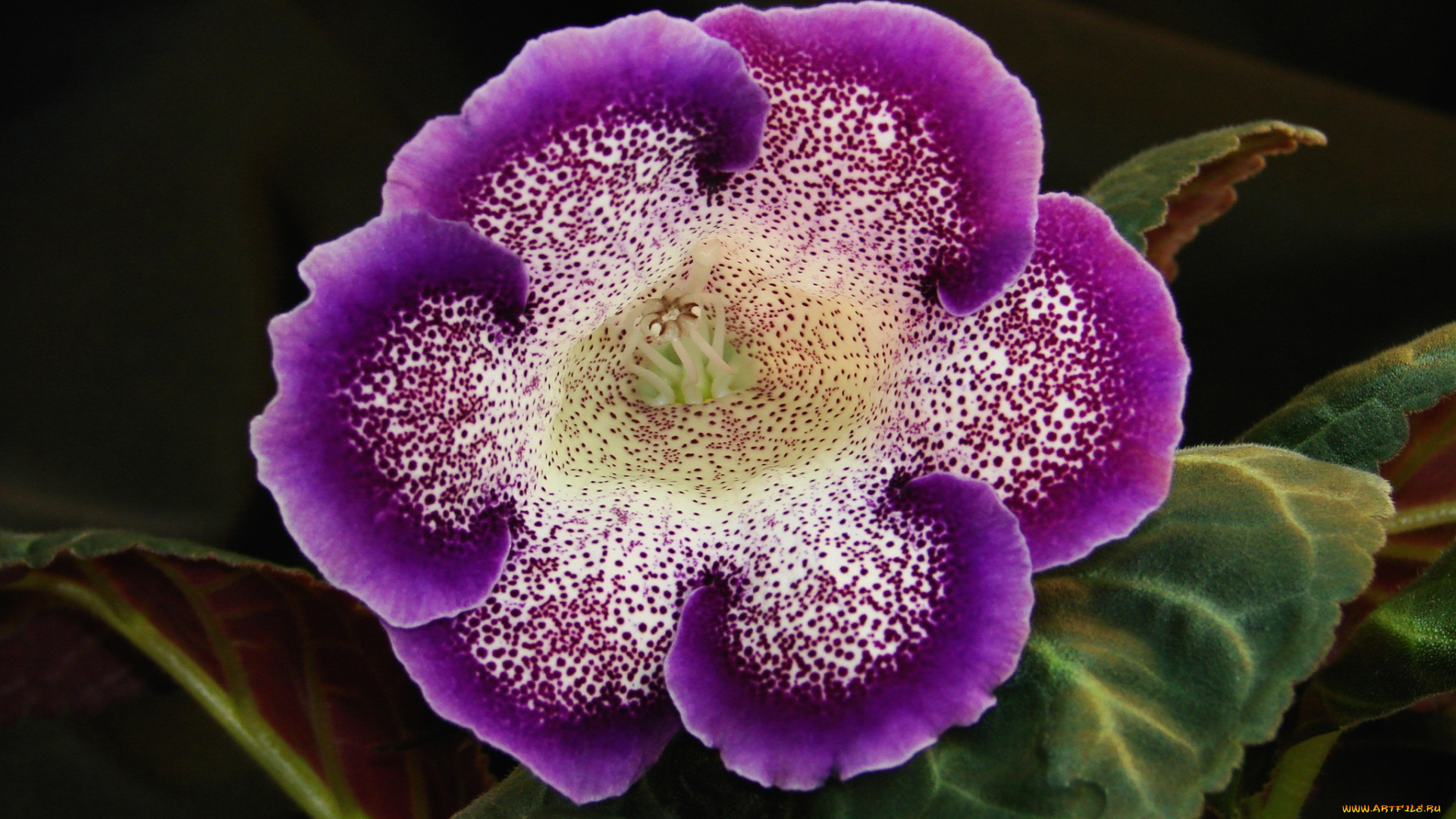 цветы, глоксиния, синнингия