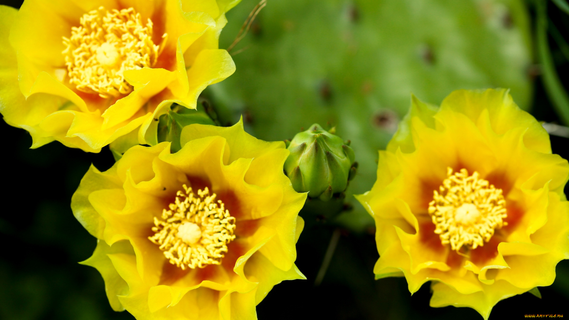 цветы, кактусы, желтый