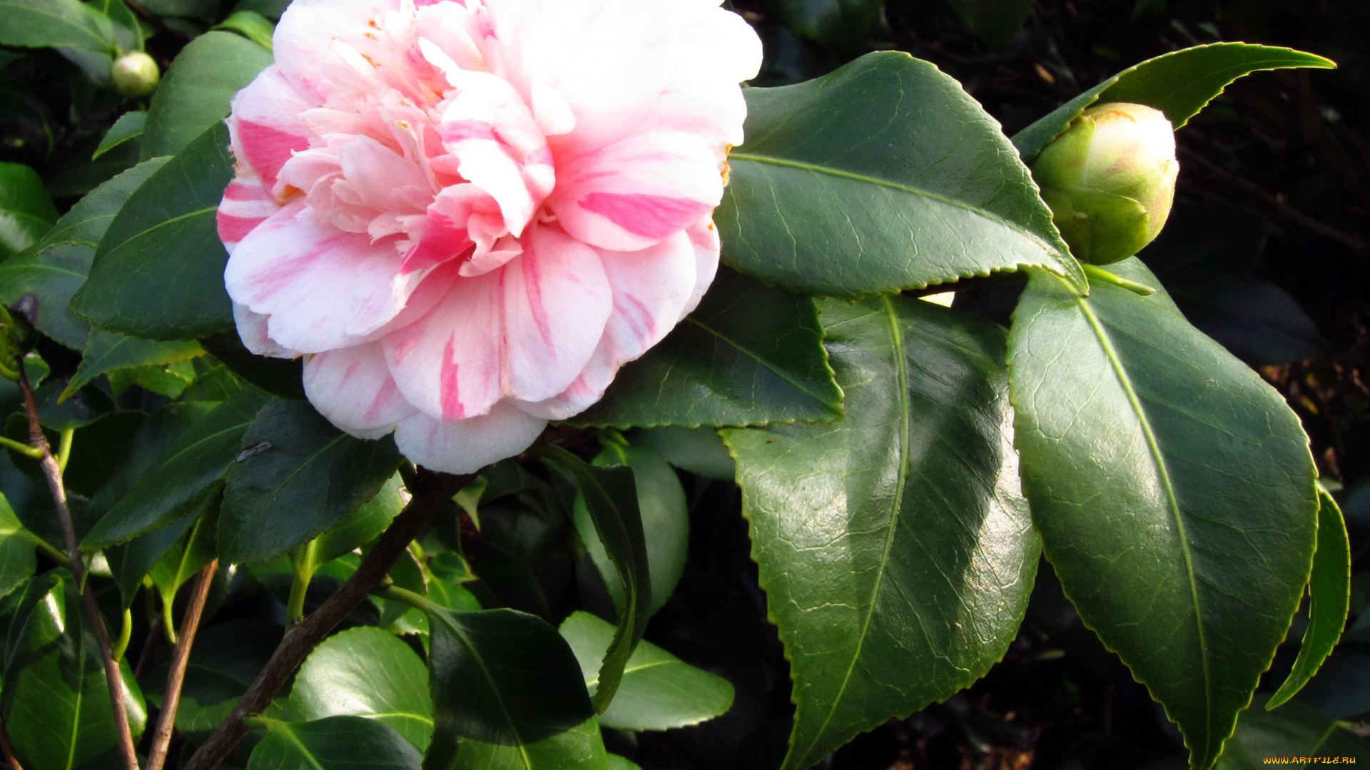 цветы, камелии, камелия