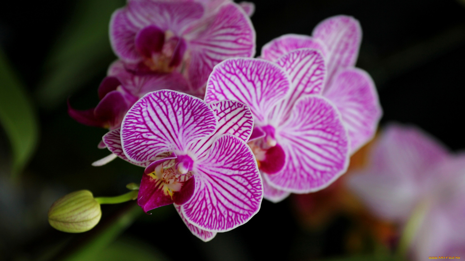 цветы, орхидеи, розовый
