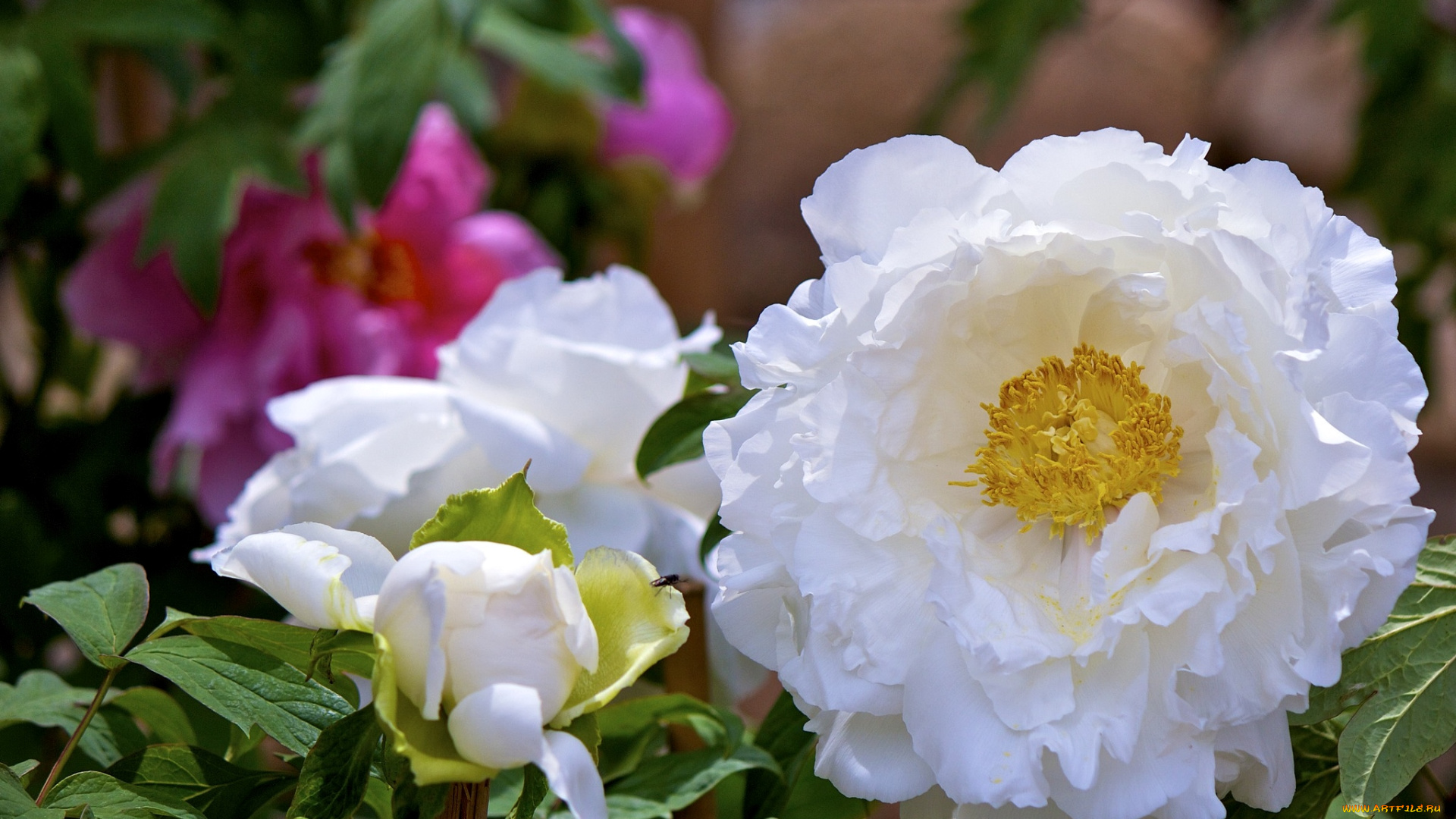 цветы, пионы, белый, пышный