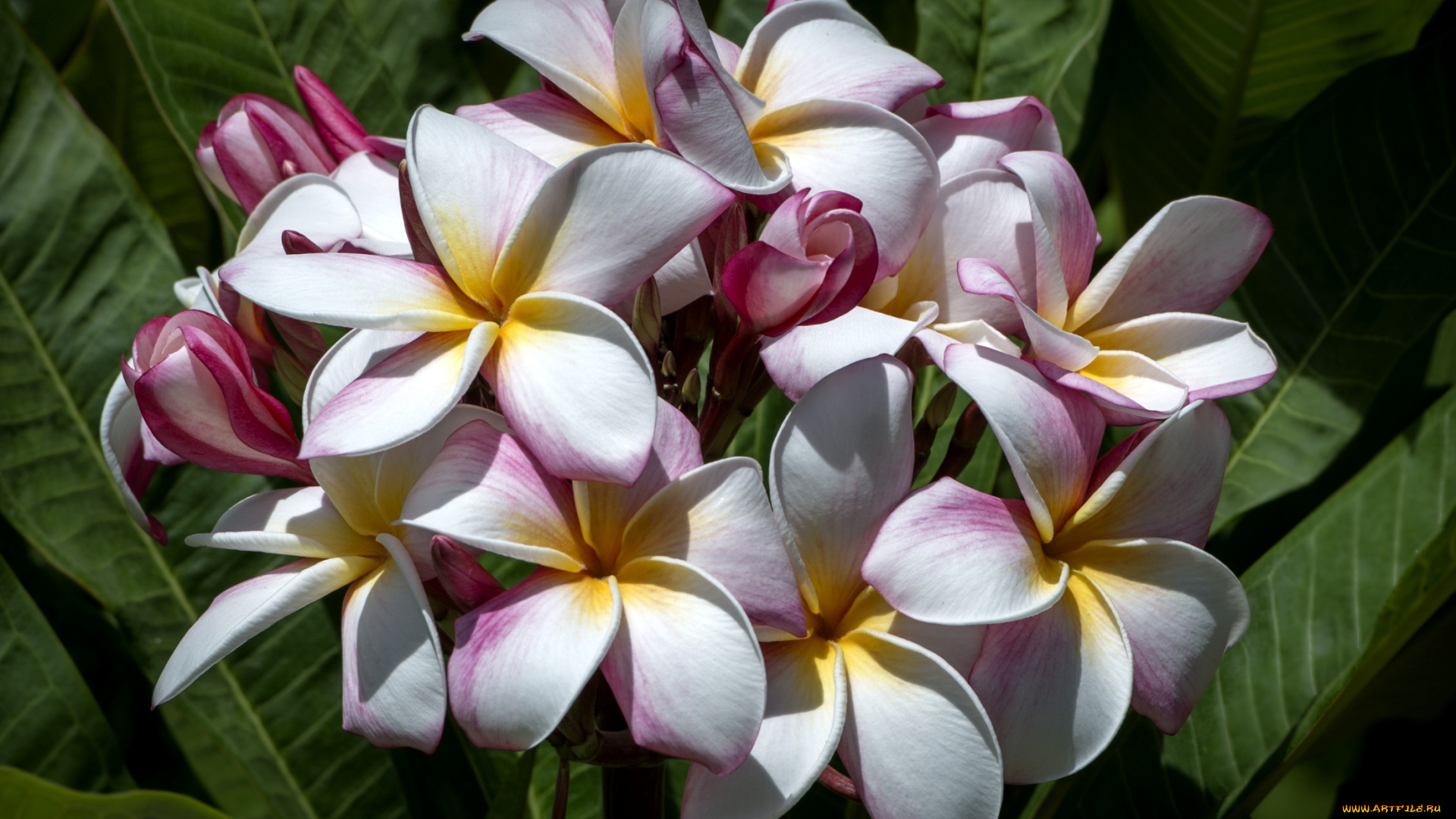 цветы, плюмерия, тропики