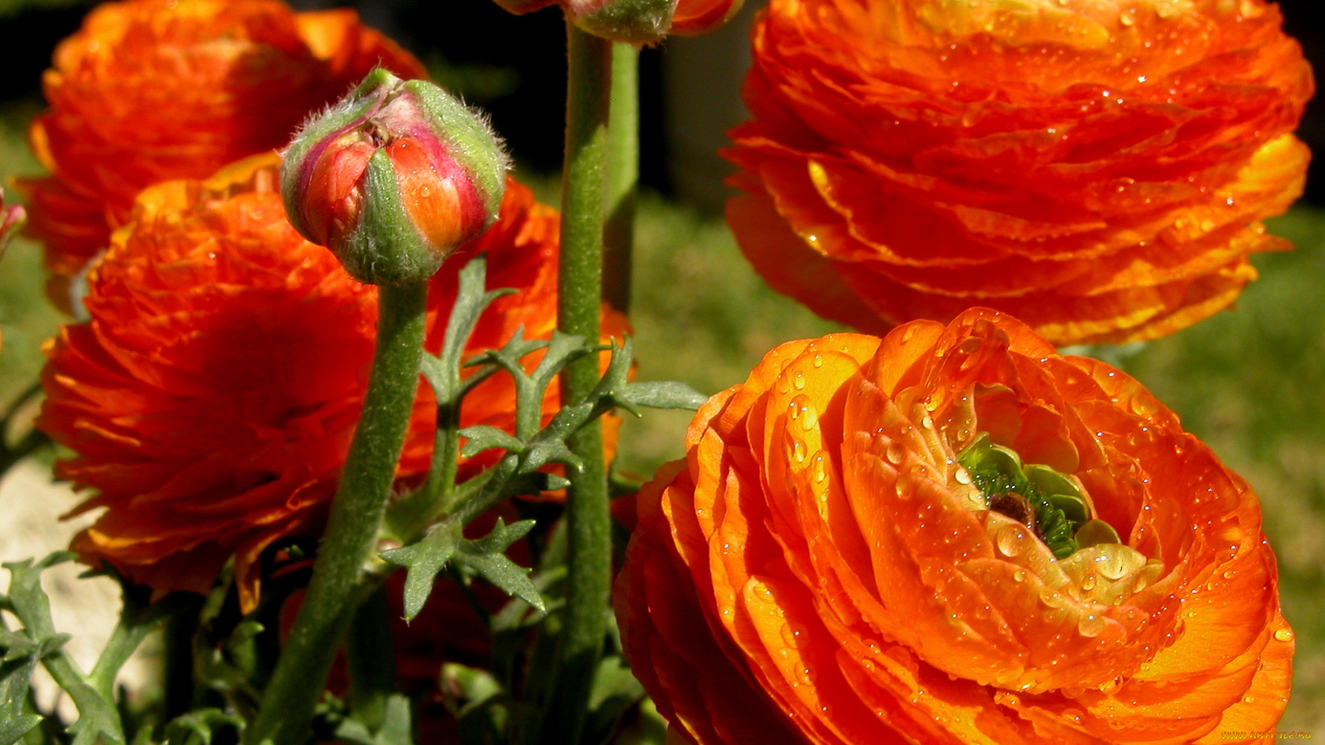 цветы, ранункулюс, азиатский, лютик, оранжевый, капли