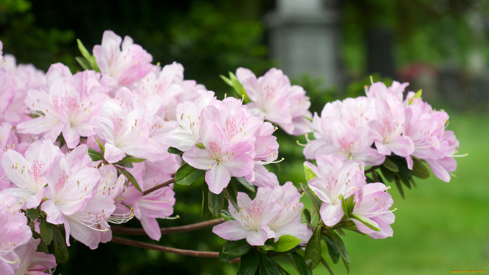 цветы, рододендроны, азалии, нежность, розовый