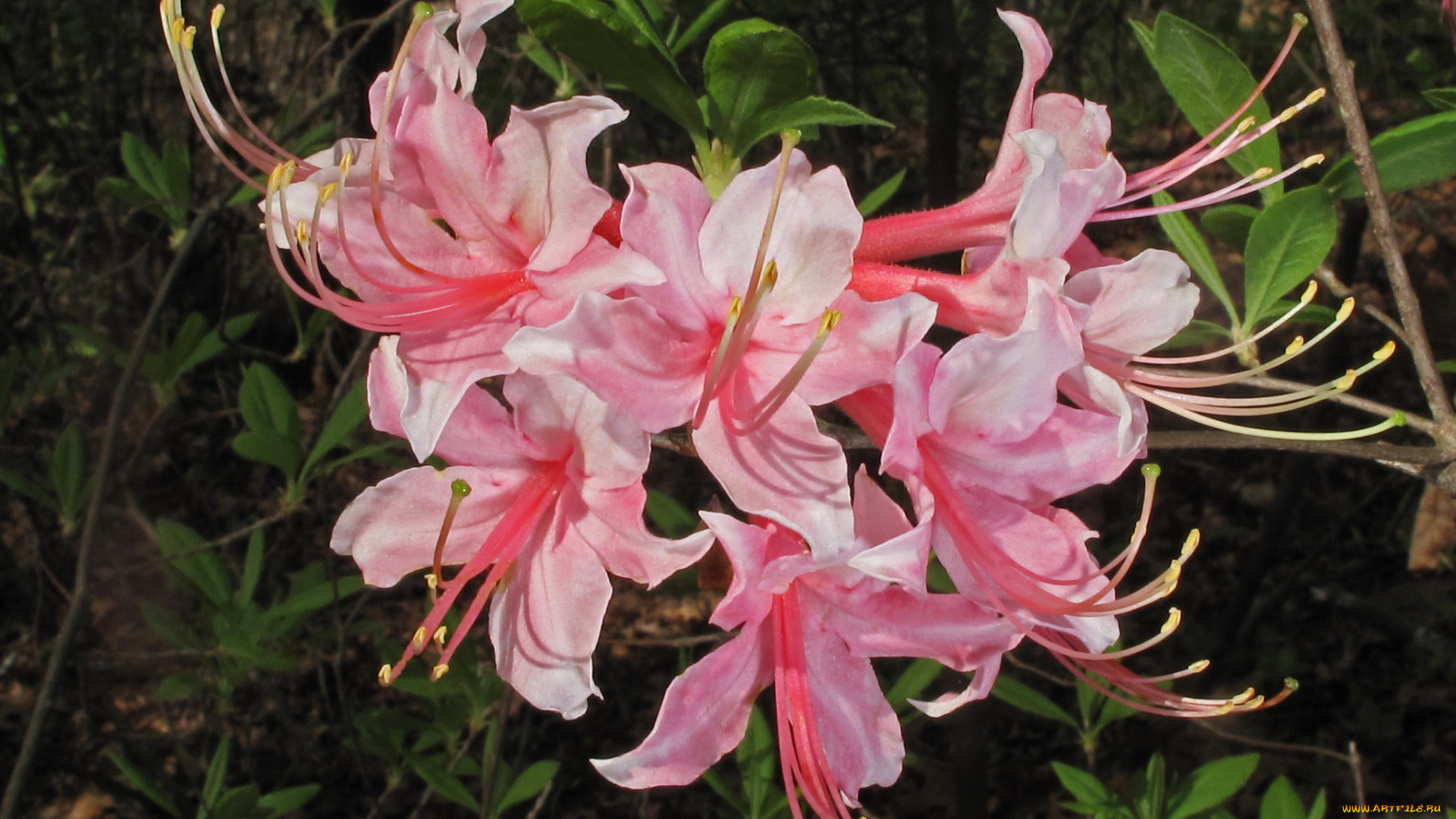цветы, рододендроны, азалии, родендрон