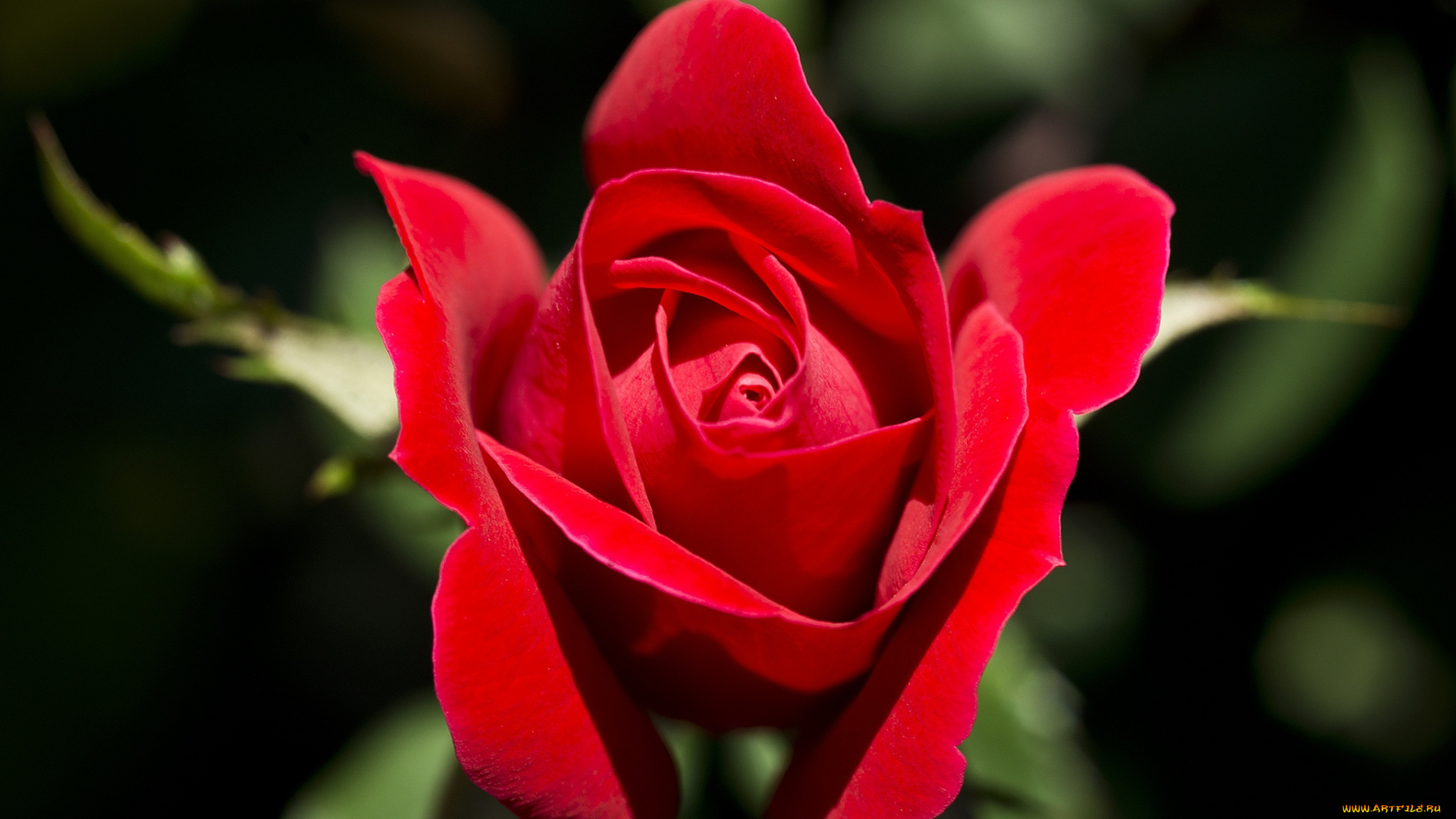 цветы, розы, красный, страсть