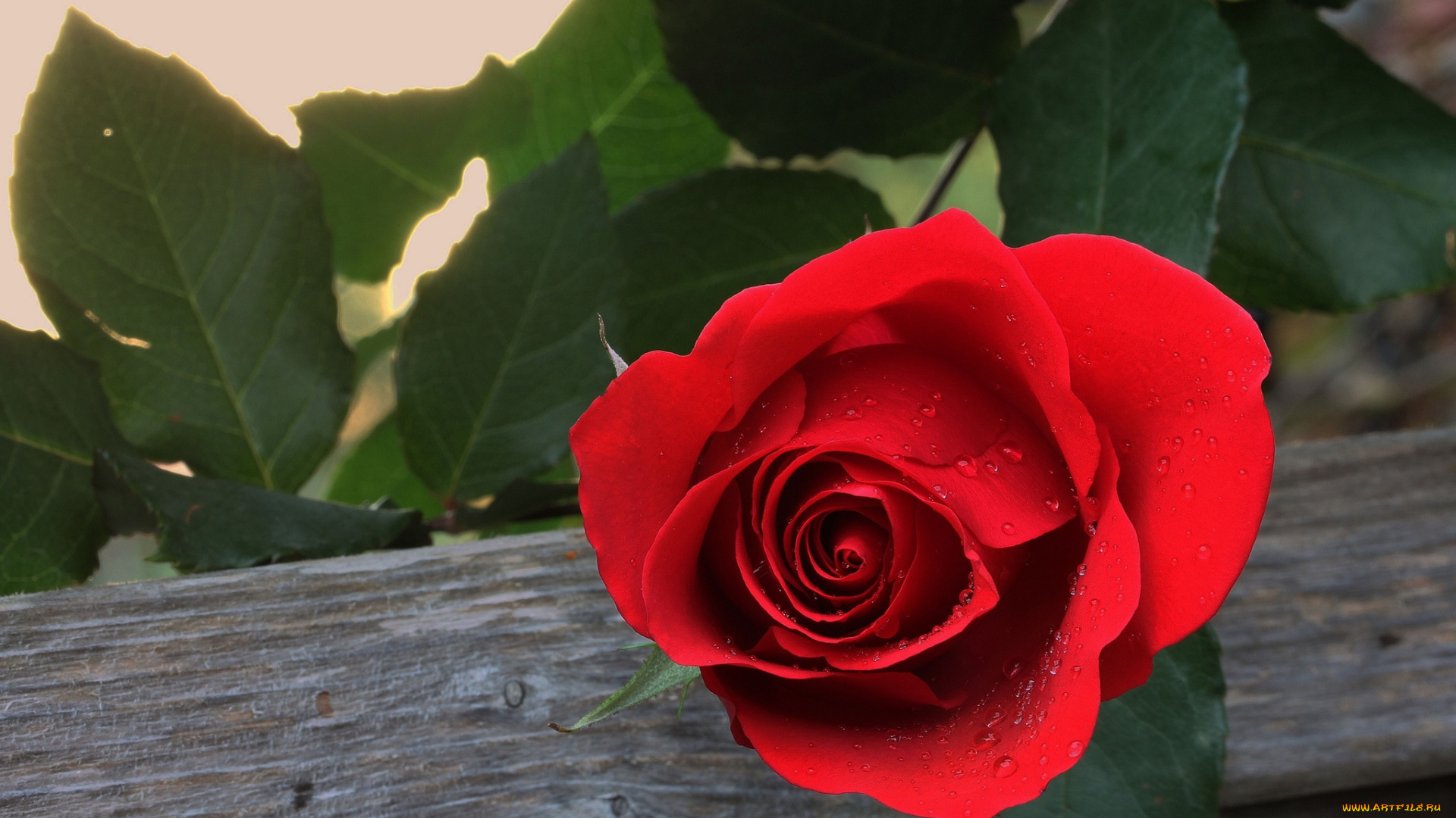 цветы, розы, лепестки, красная