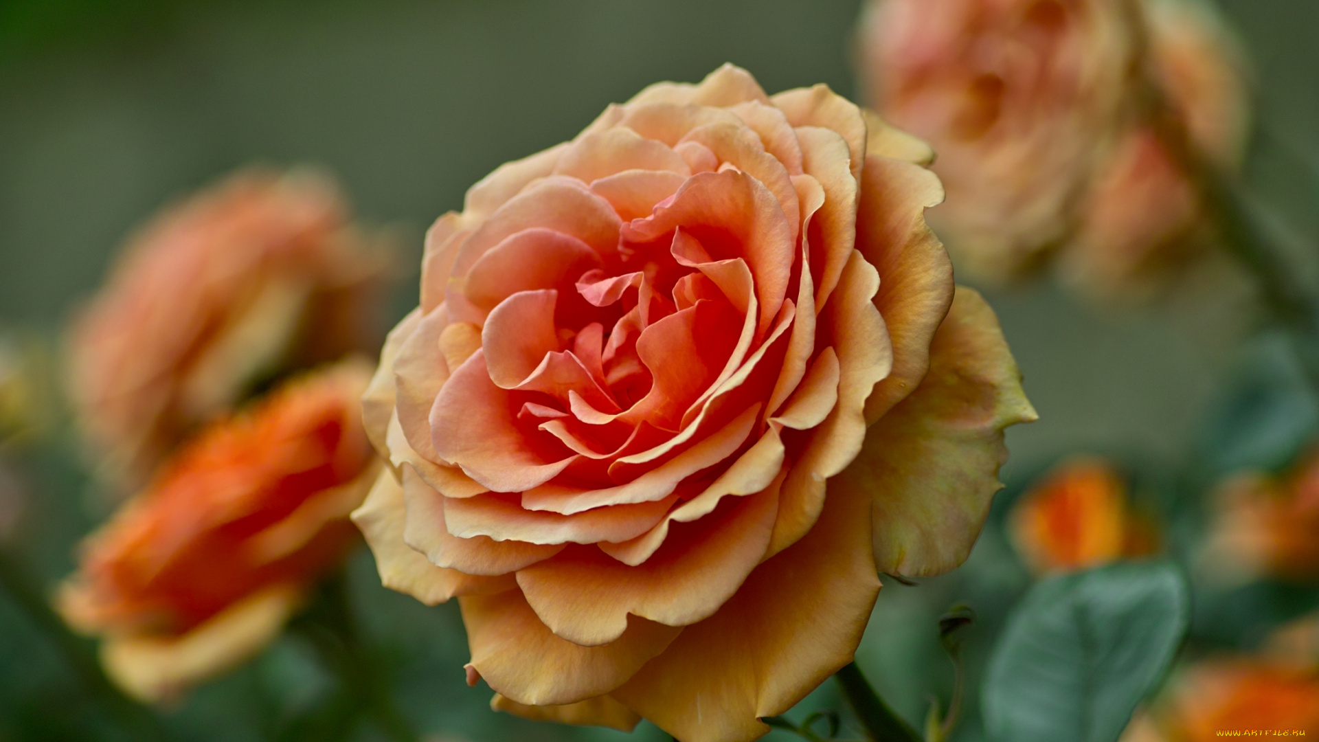 цветы, розы, оранжевый