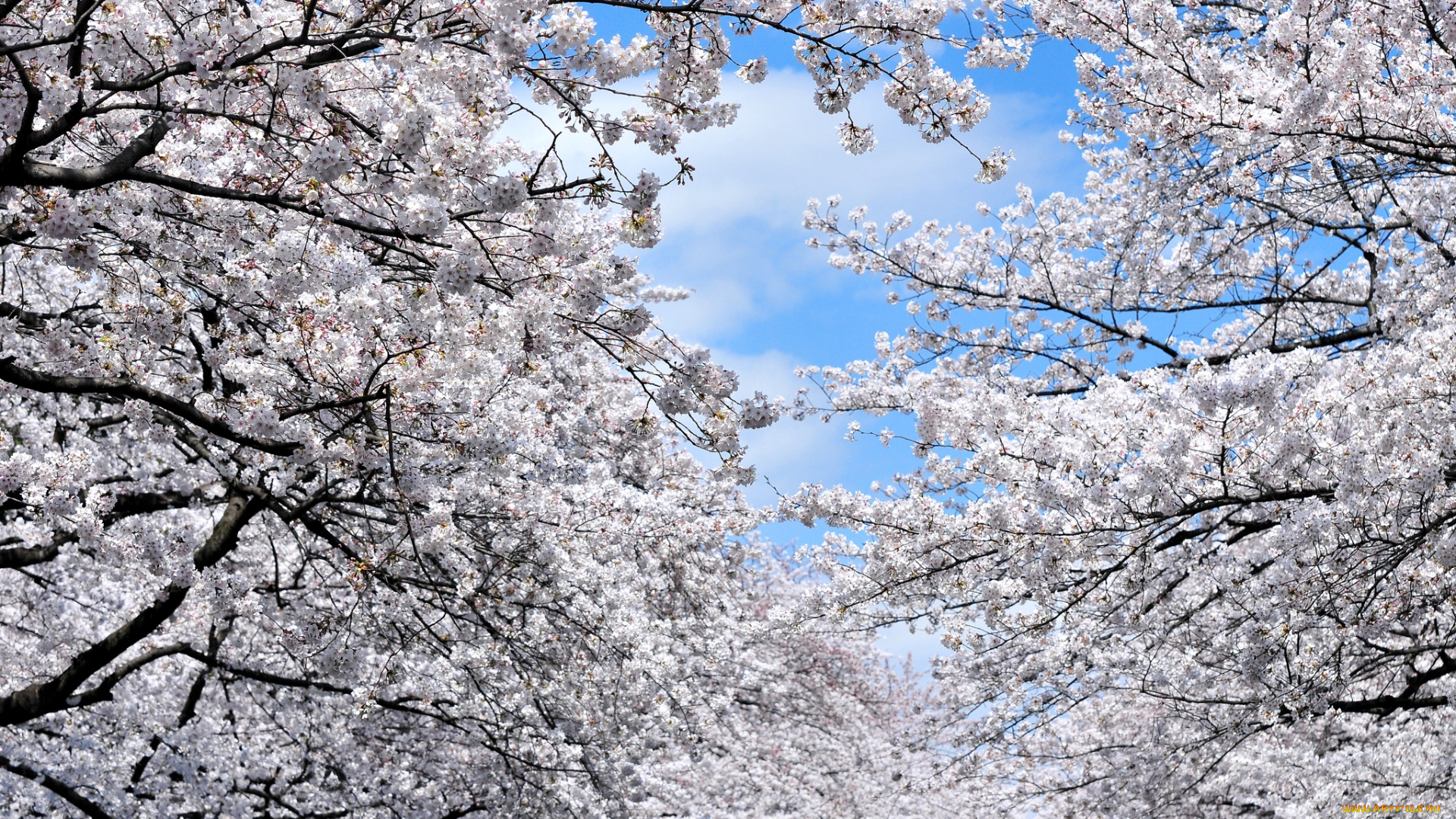 цветы, сакура, вишня, весна, цветение