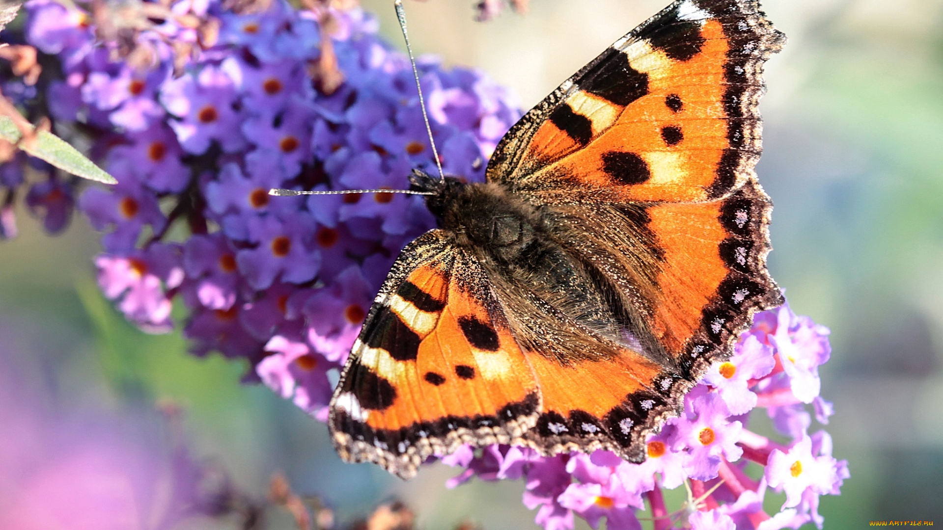 животные, бабочки, крапивница, крылья, буддлея
