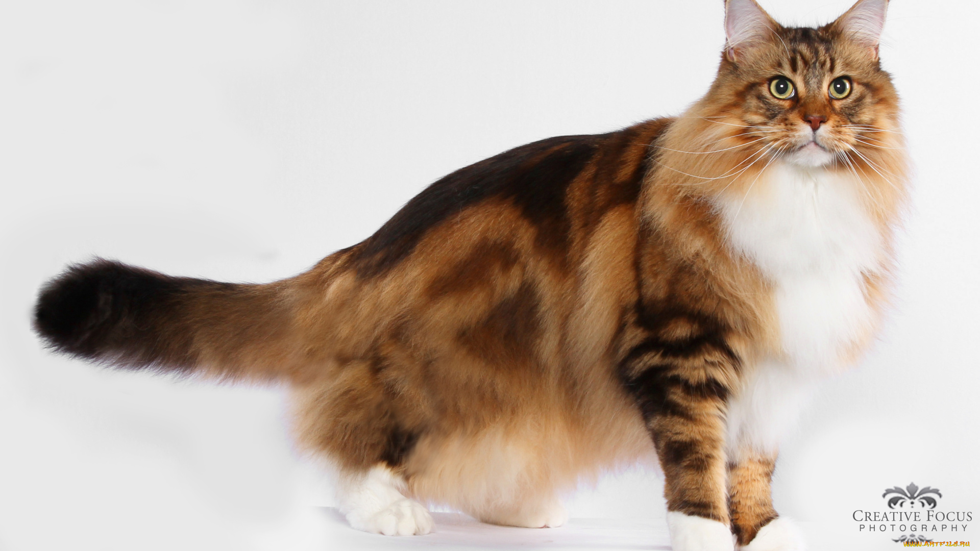 животные, коты, кот, красавец
