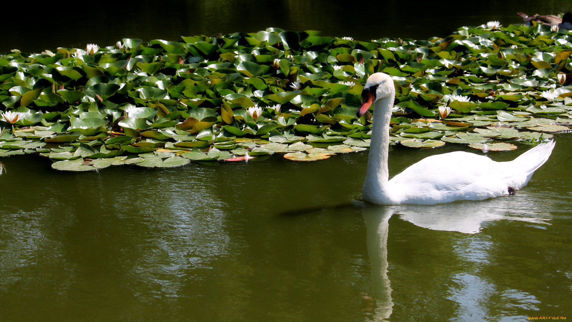 животные, лебеди, шипун, нимфеи