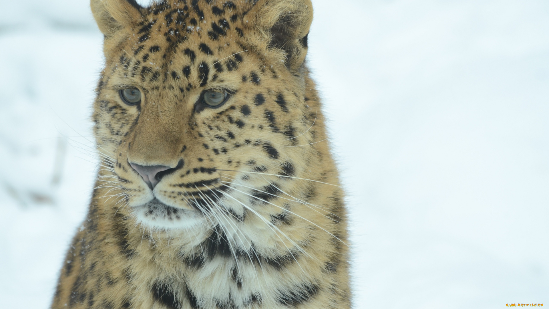 животные, леопарды, морда, амурский, леопард