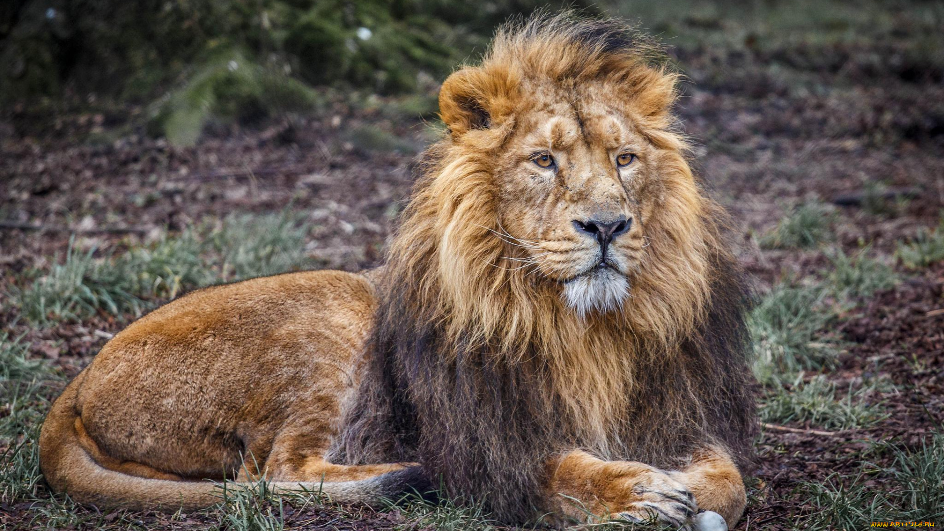 животные, львы, царь