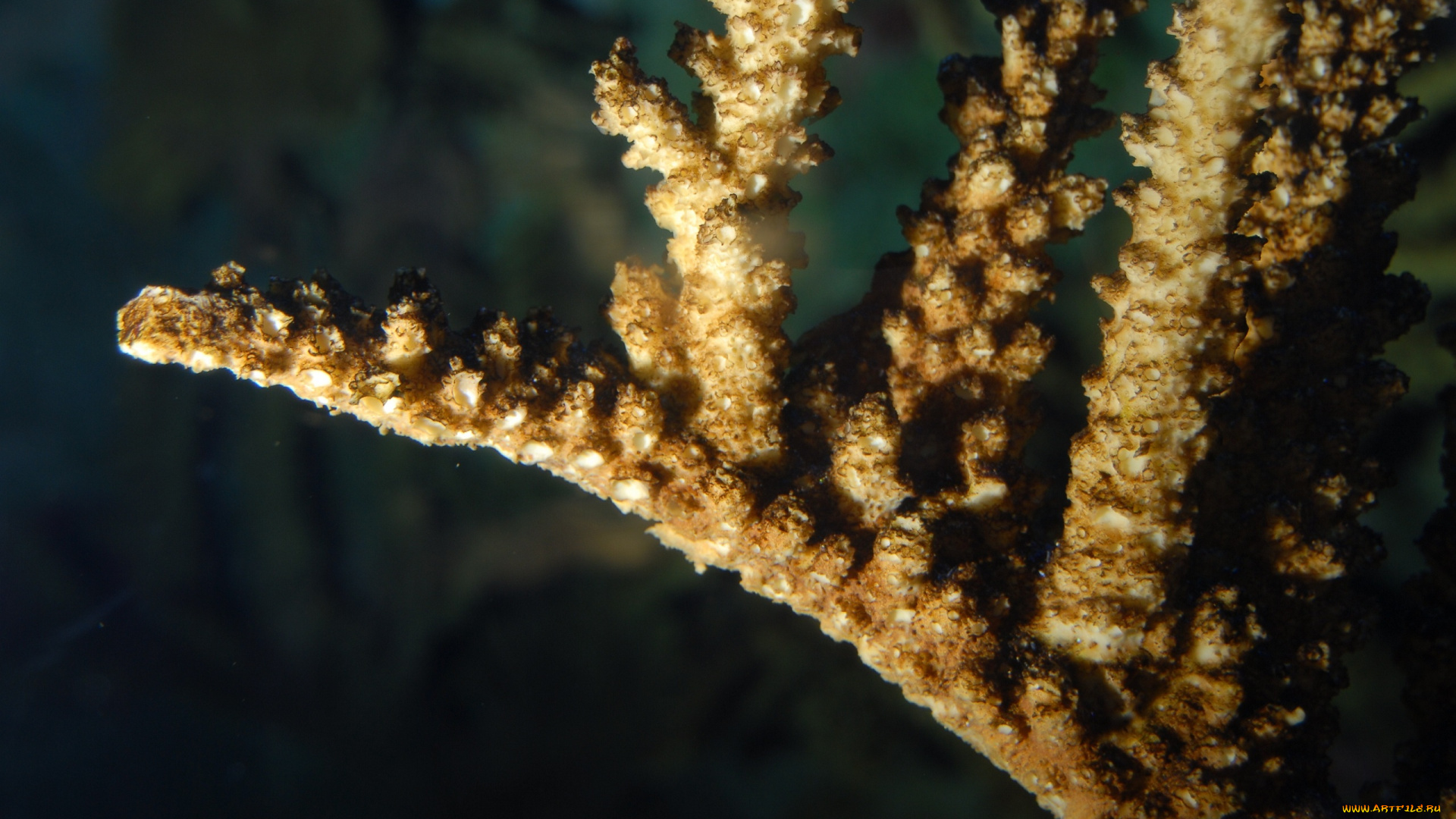 животные, морская, фауна, коралл