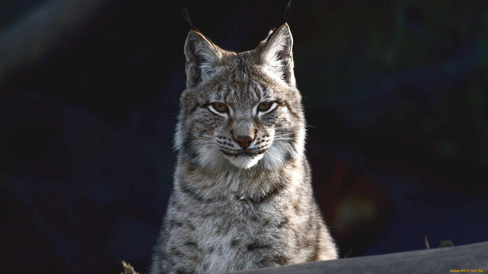 животные, рыси, кошка