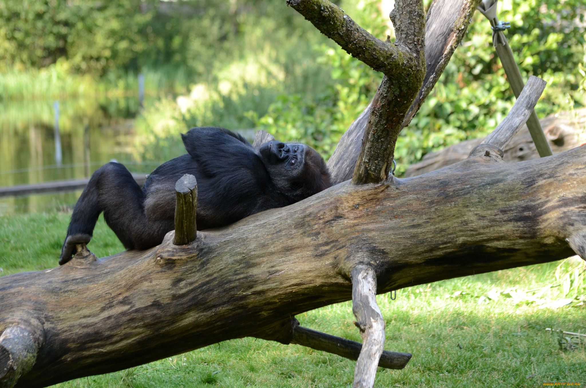 животные, обезьяны, горилла, деловой
