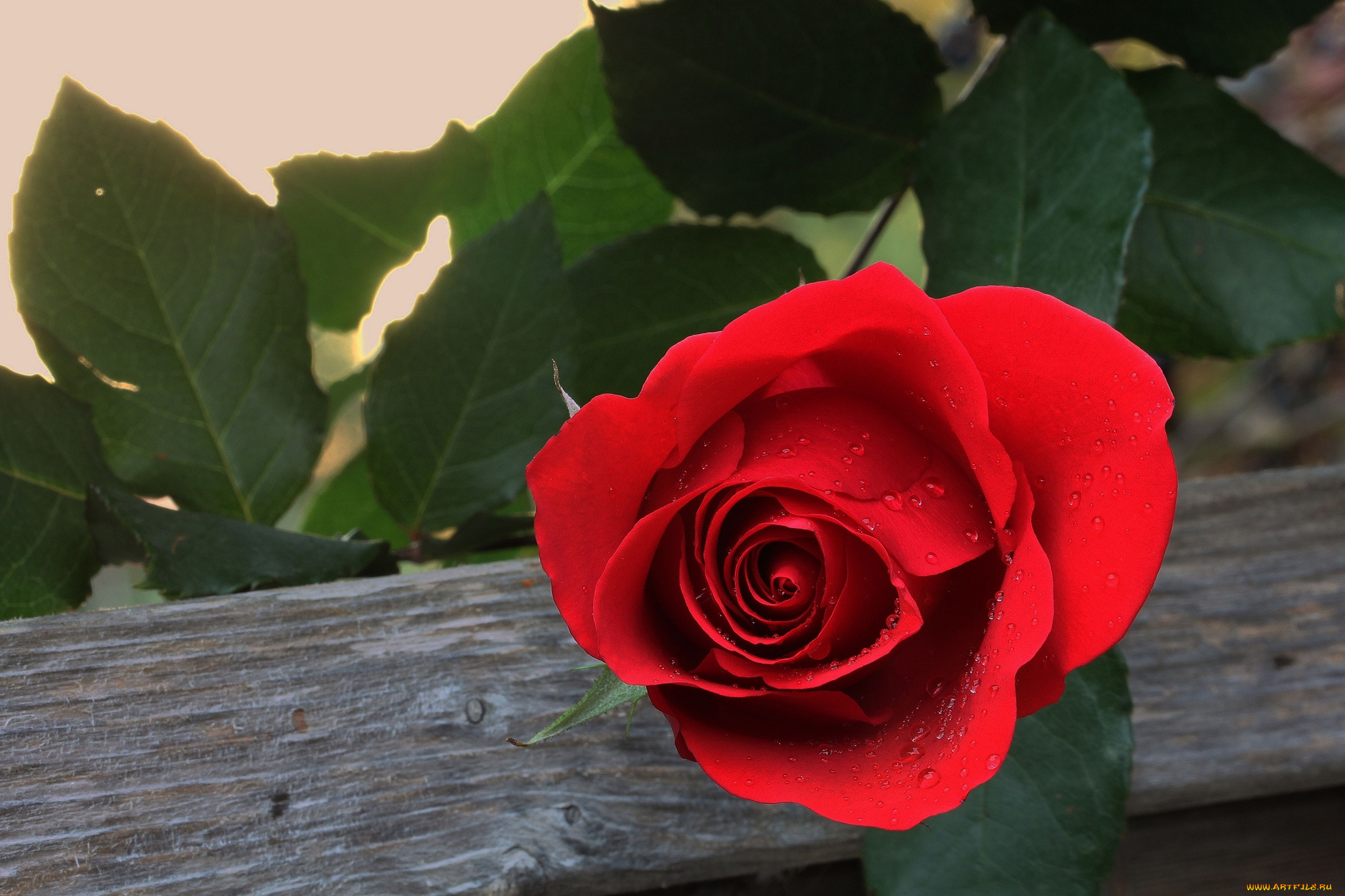 цветы, розы, лепестки, красная