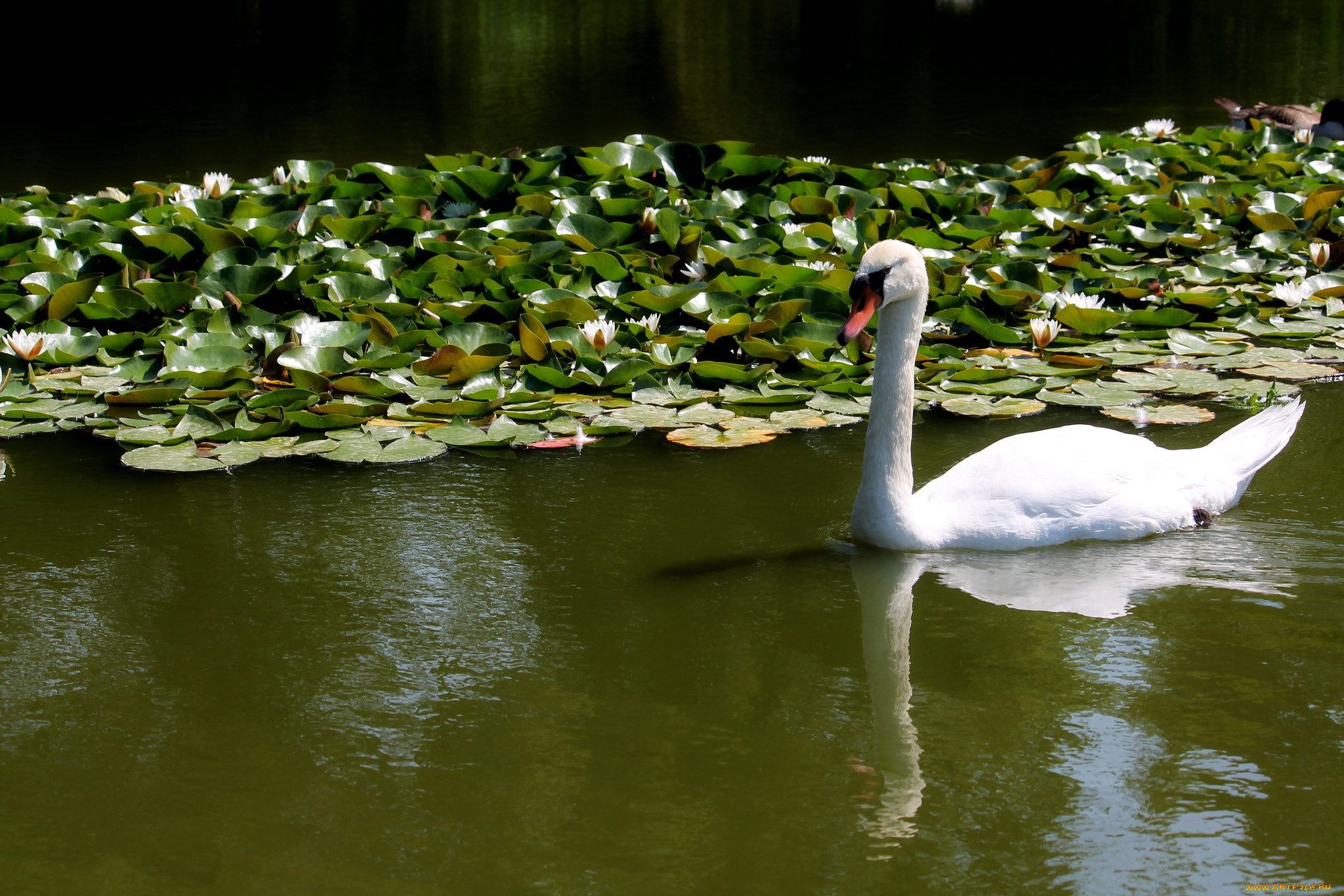 животные, лебеди, шипун, нимфеи