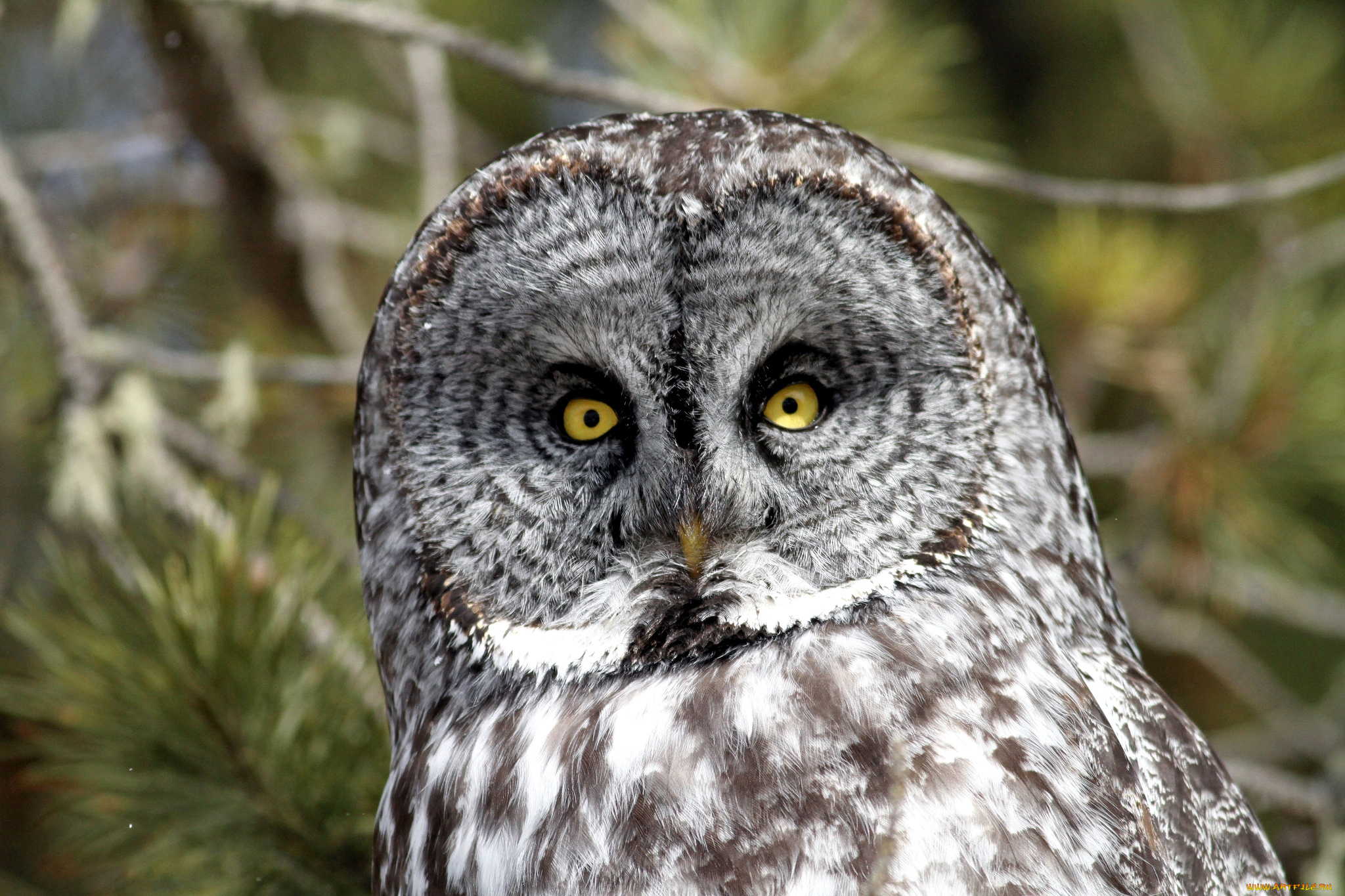 животные, совы, неясыть