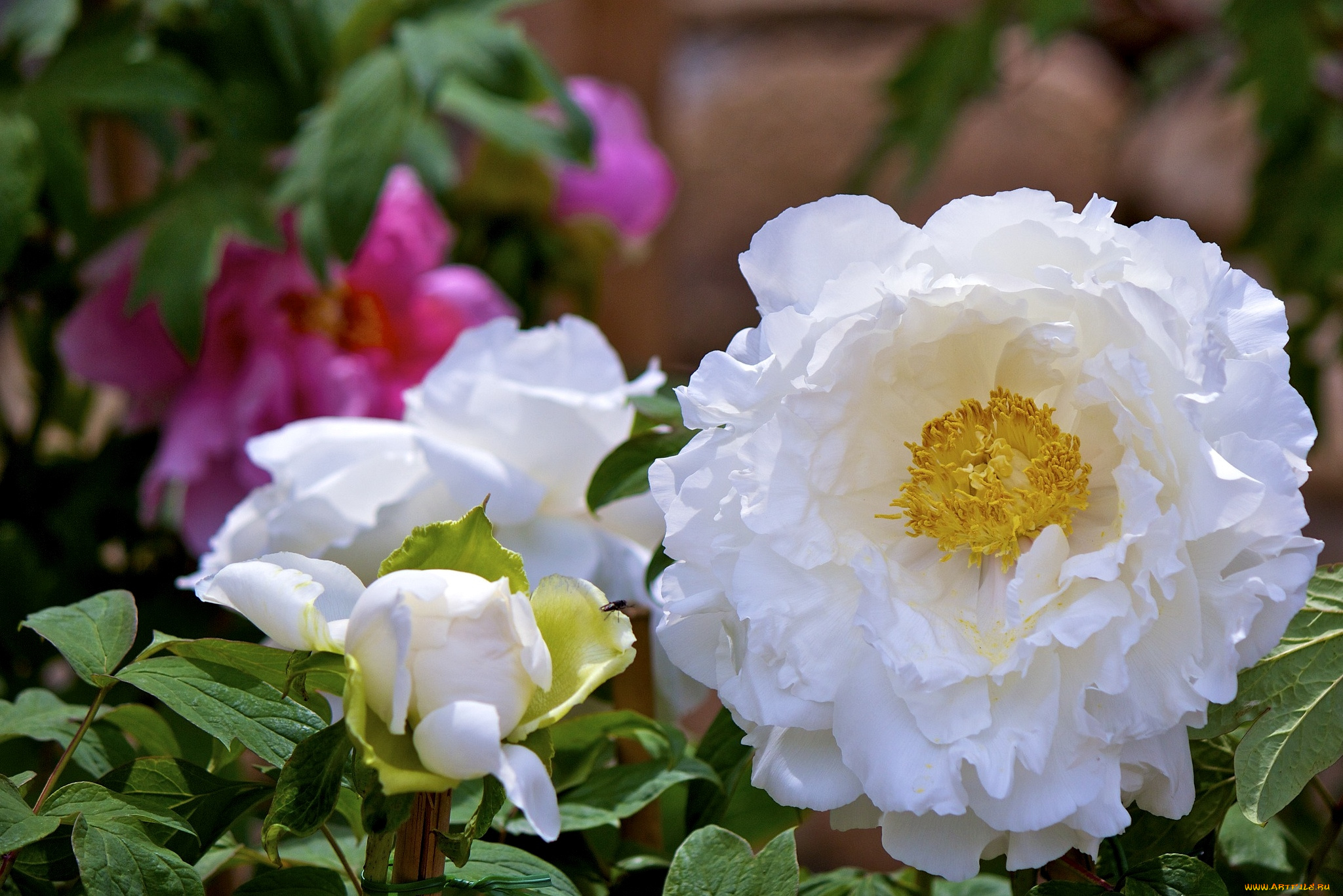 цветы, пионы, белый, пышный