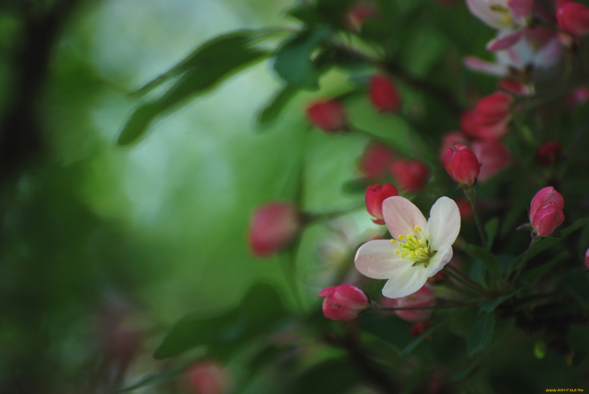 цветы, цветущие, деревья, кустарники, весна