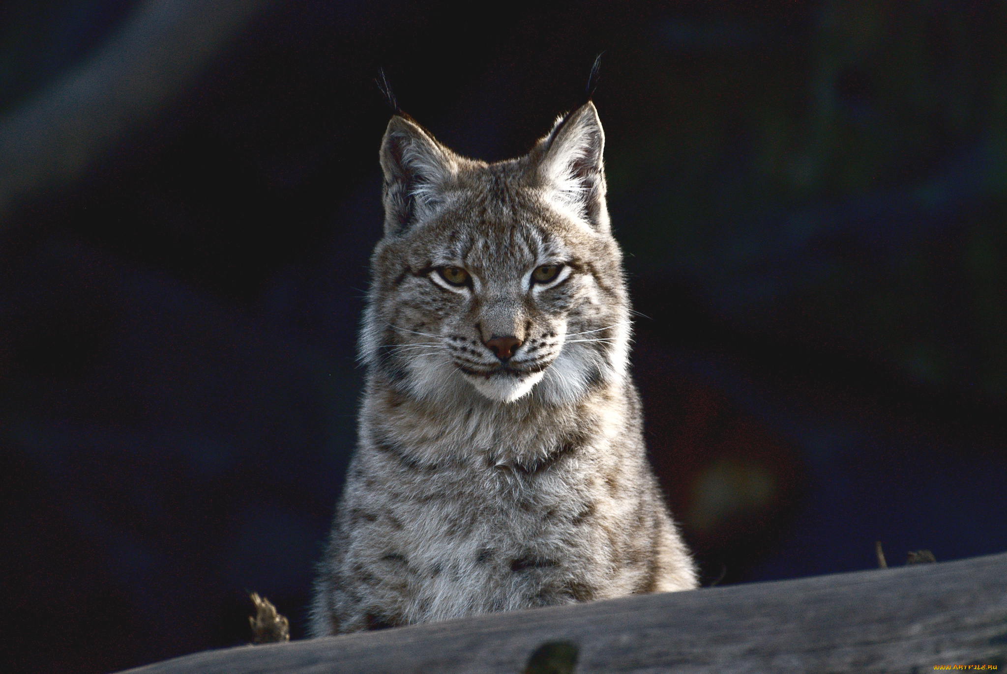 животные, рыси, кошка