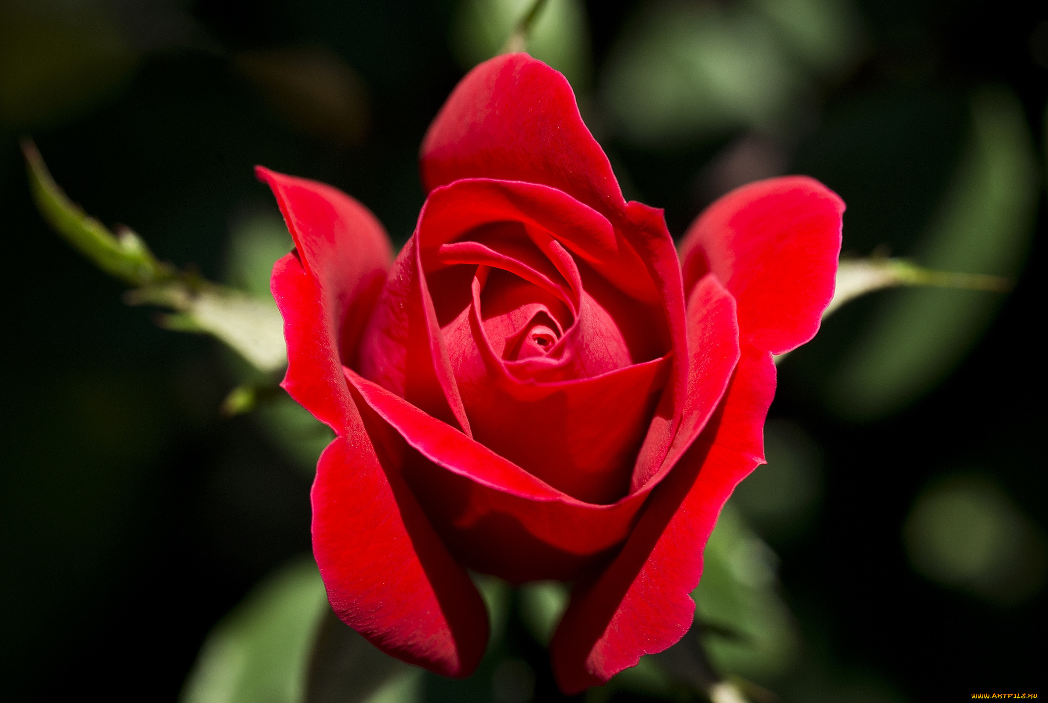 цветы, розы, красный, страсть