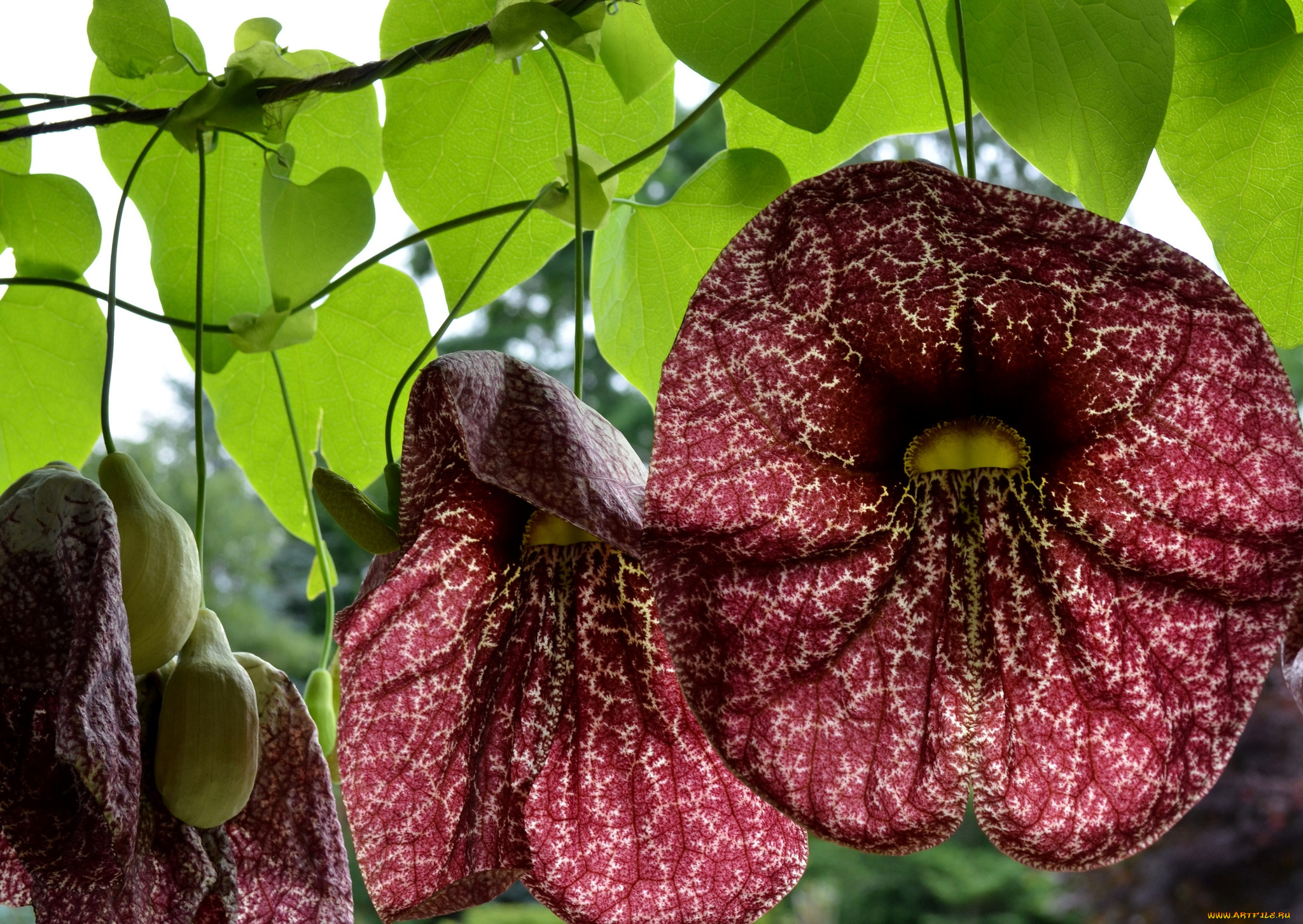 цветы, экзотика