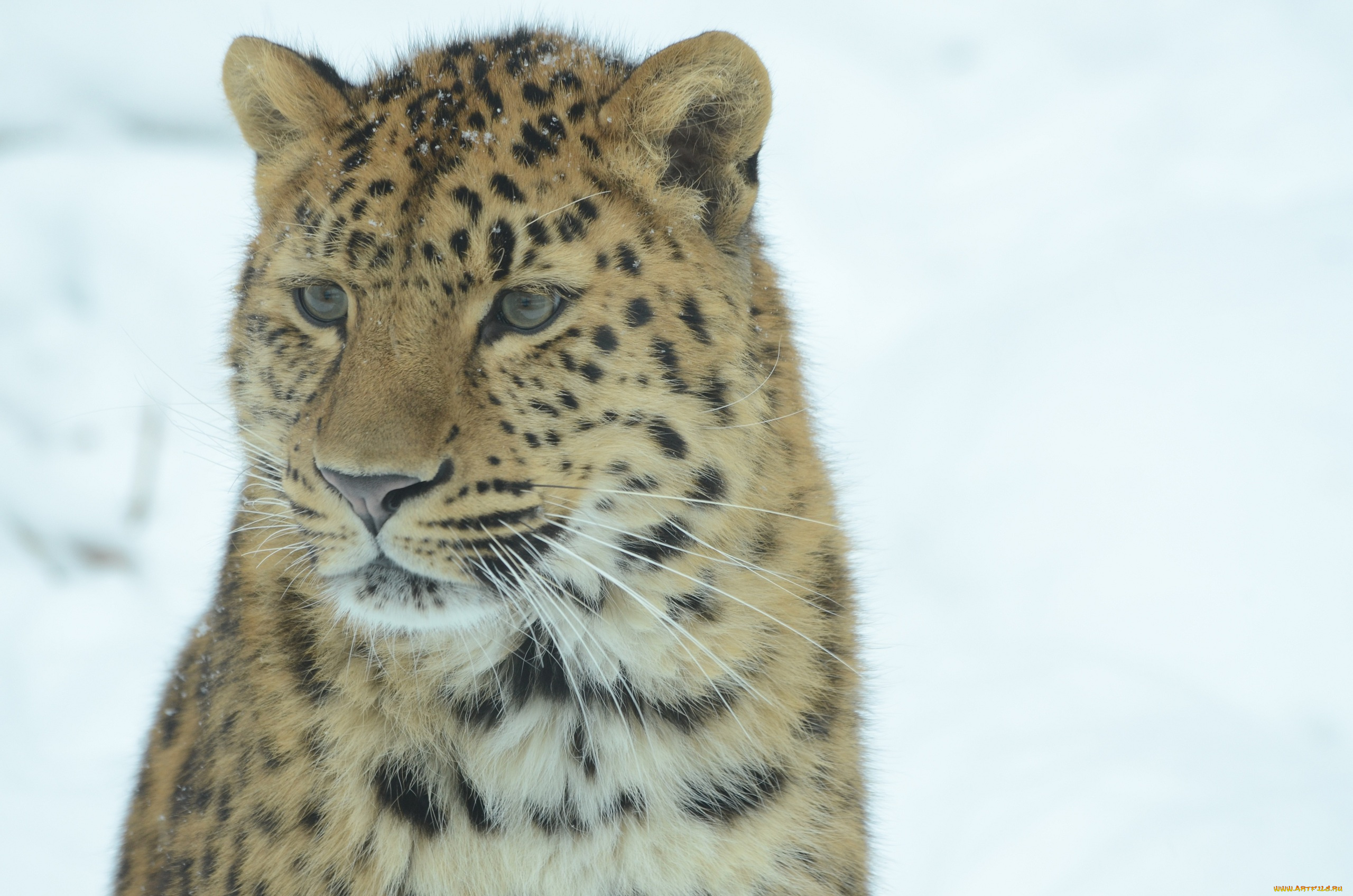 животные, леопарды, морда, амурский, леопард