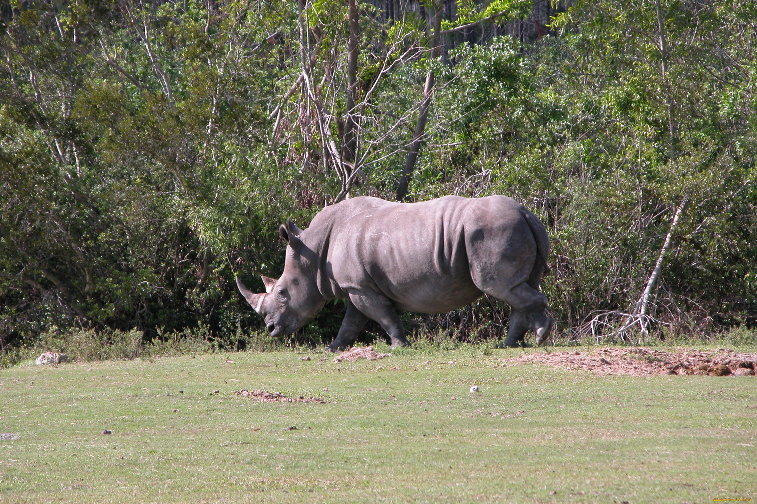 животные, носороги, носорог