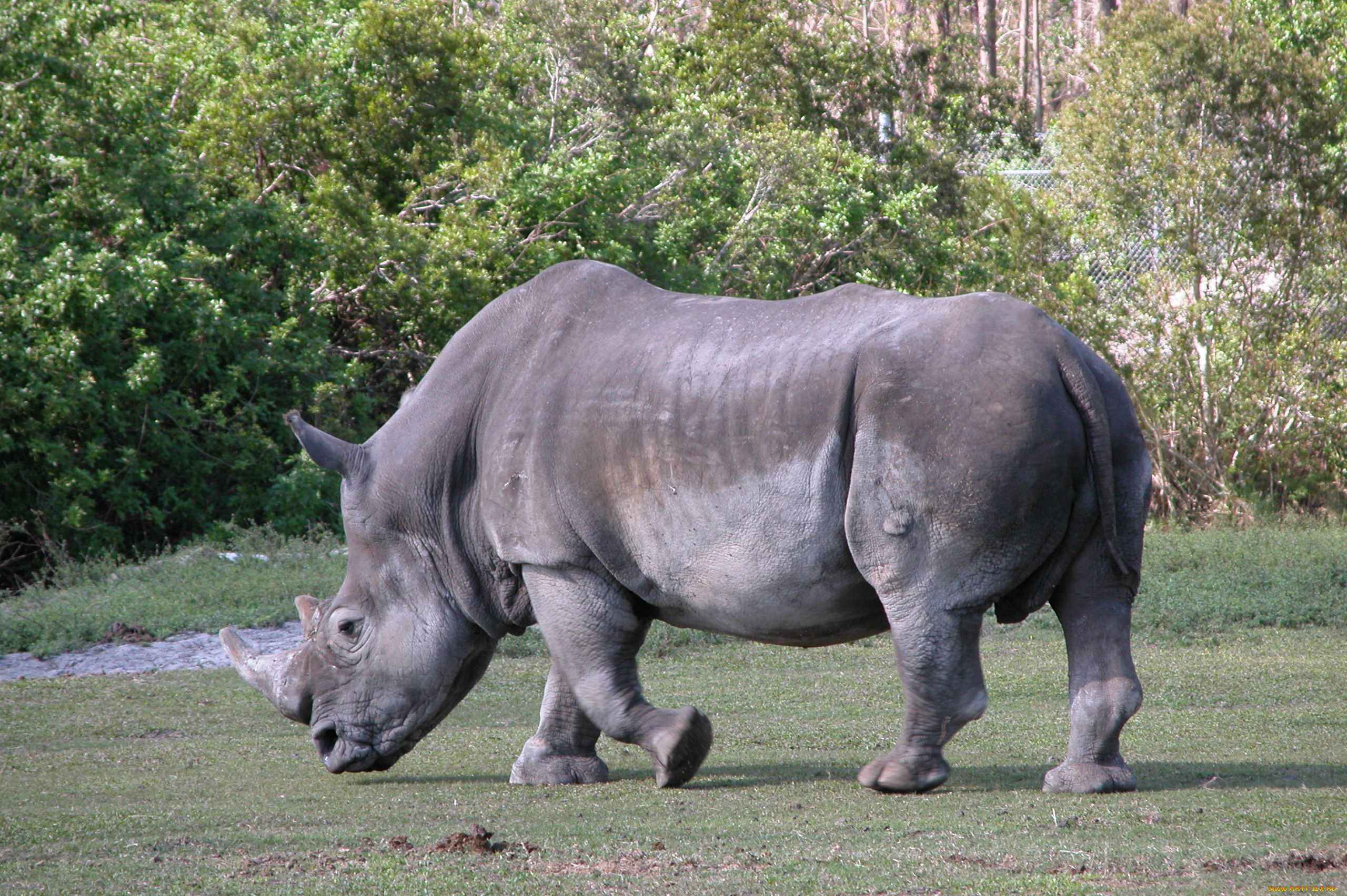 животные, носороги, носорог