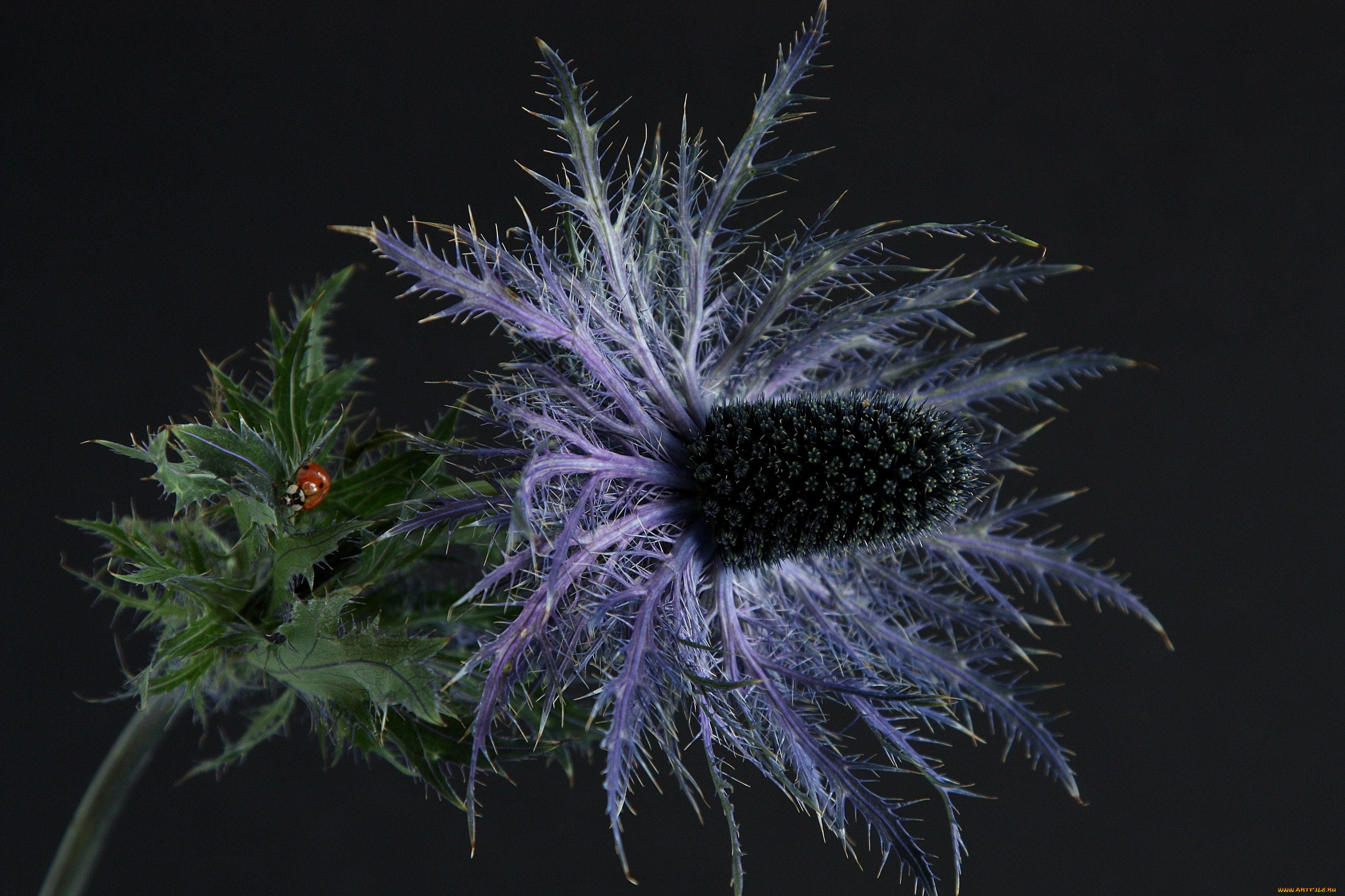 цветы, Чертополох, репейник, колючки, божья, коровка
