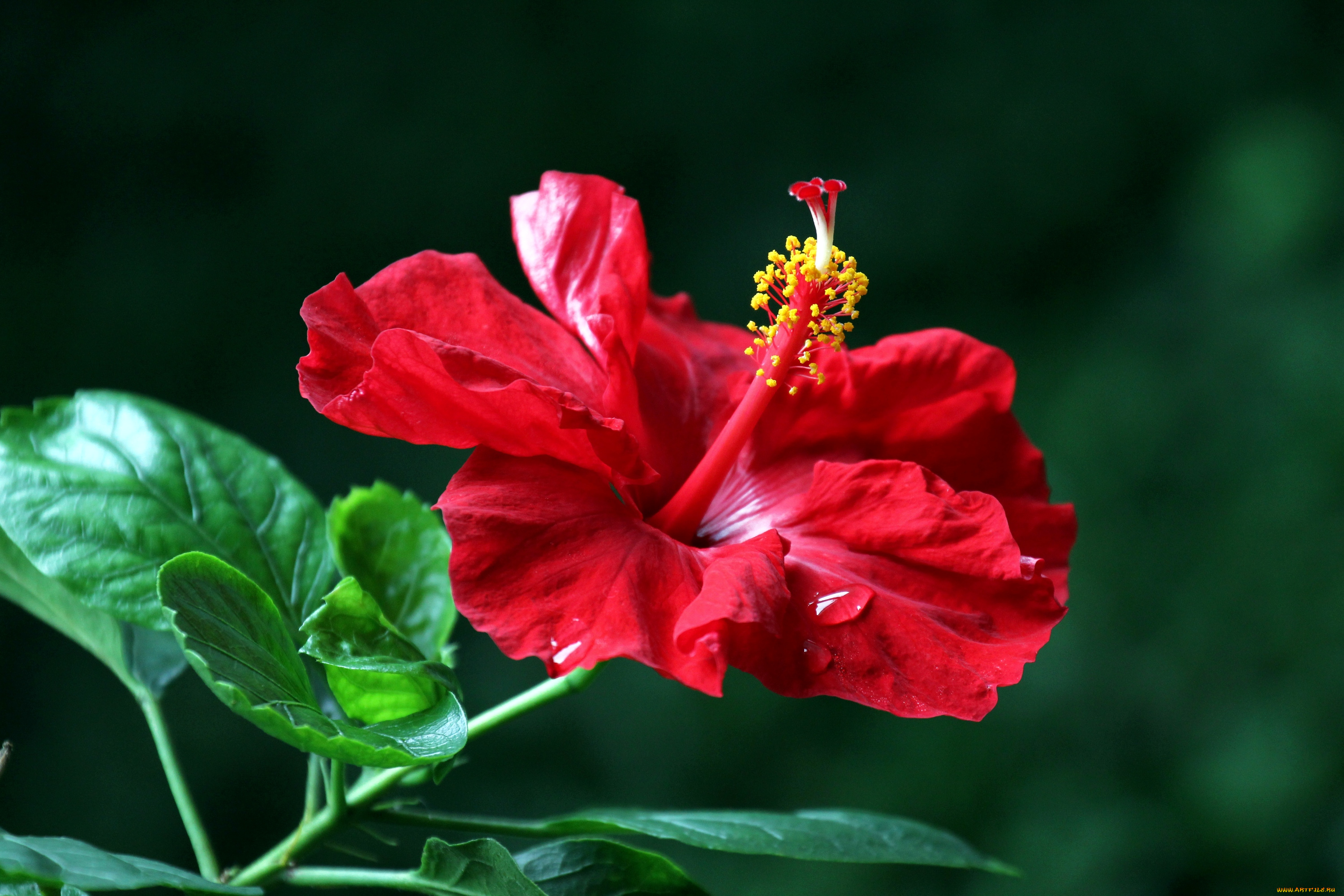 цветы, гибискусы, красный