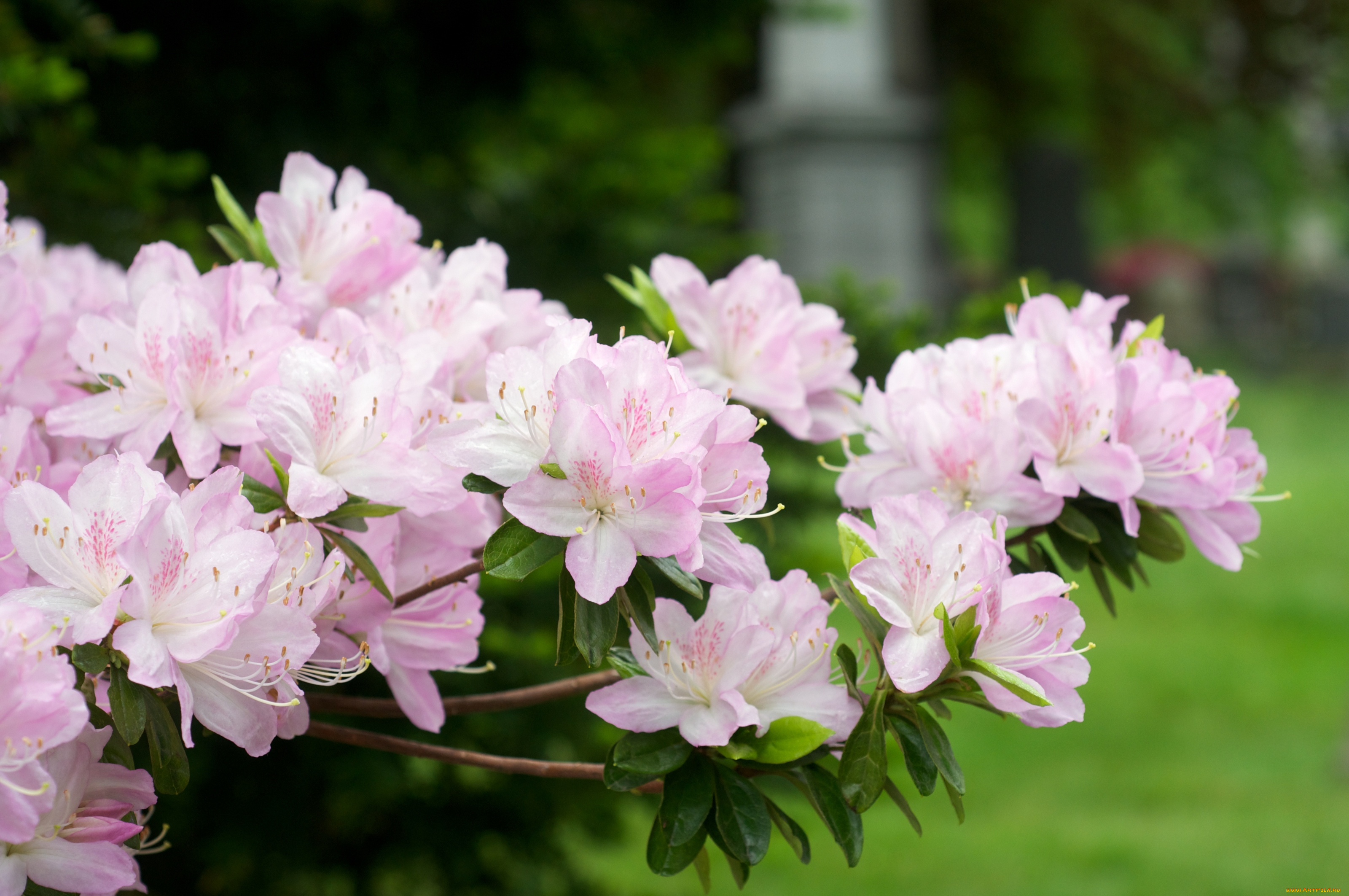 цветы, рододендроны, азалии, нежность, розовый