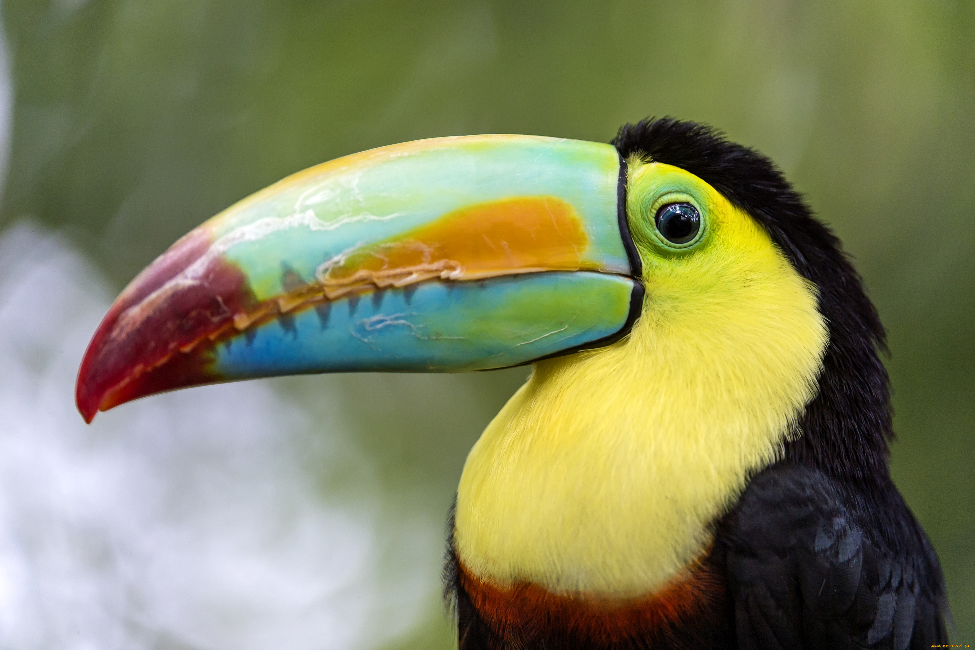 животные, туканы, клювик