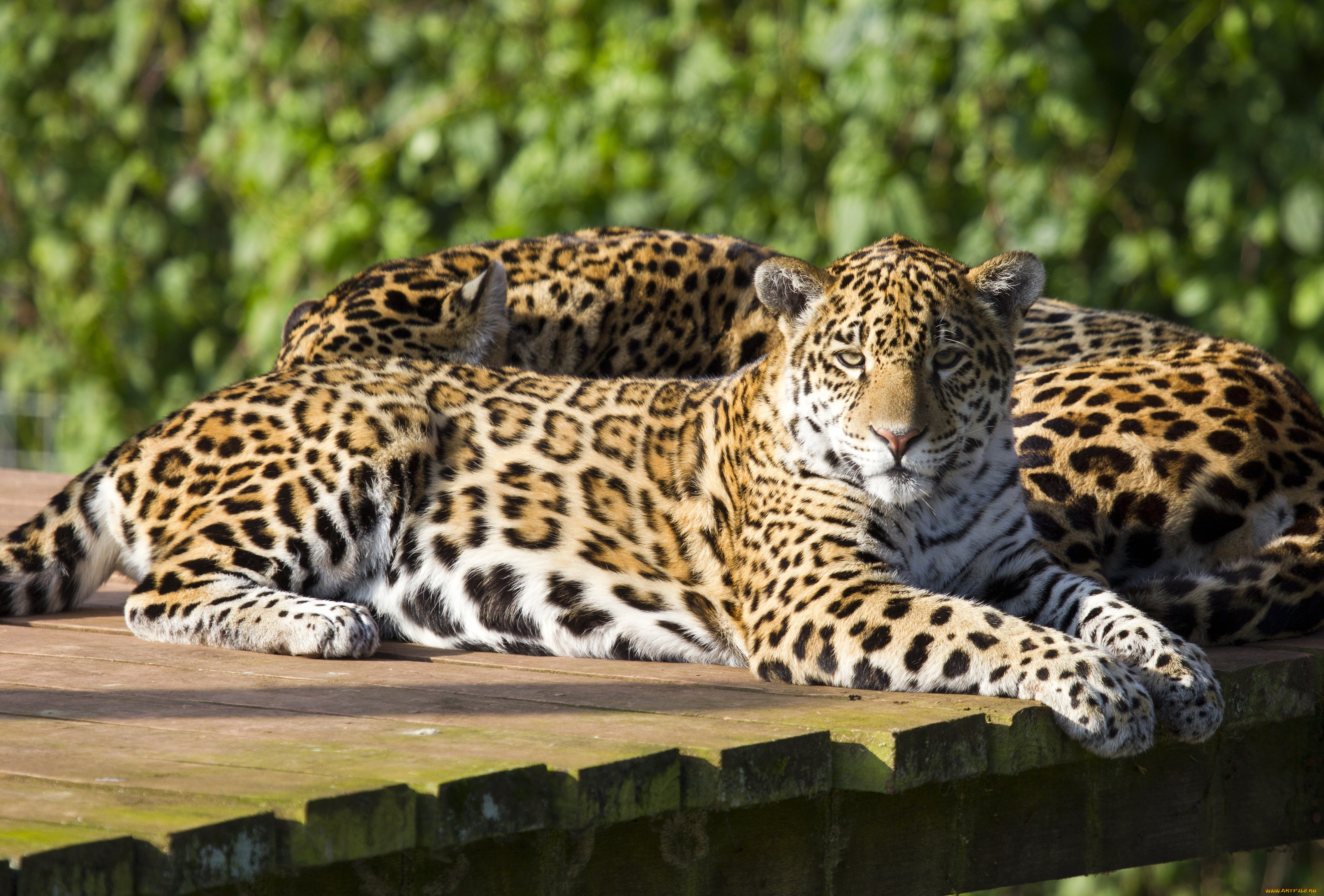 животные, Ягуары, пара, ягуары, отдых