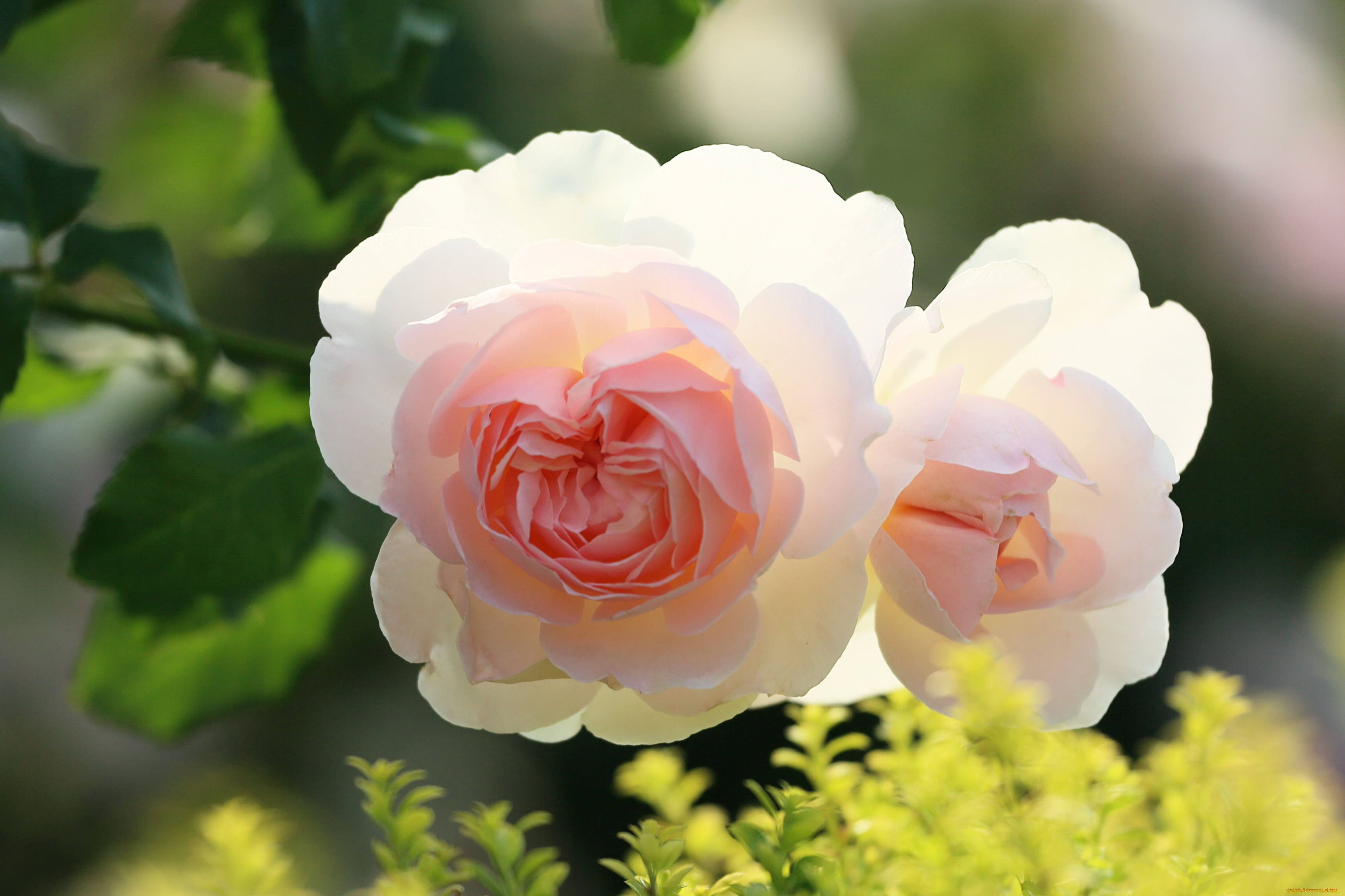 цветы, розы