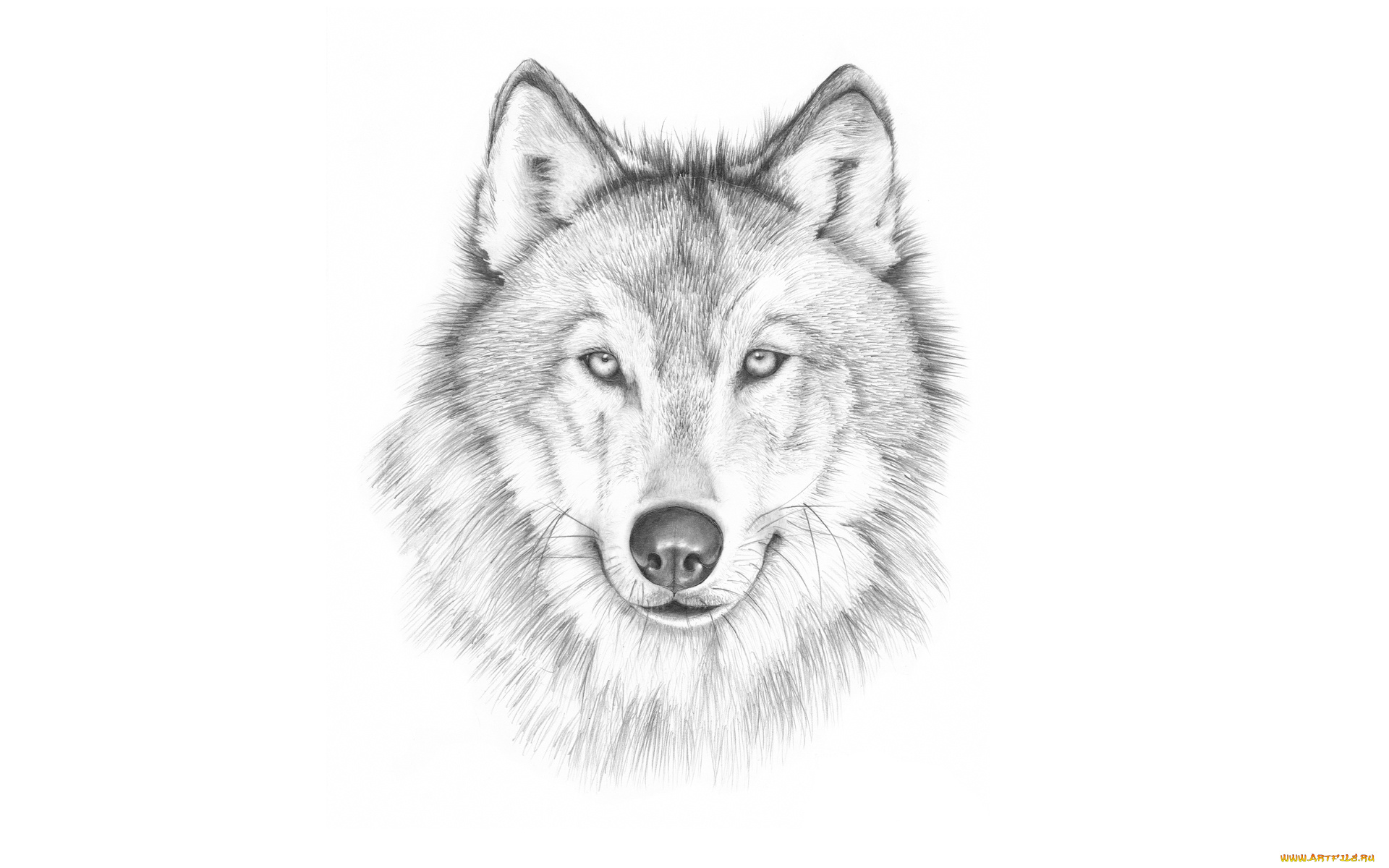 рисованное, животные, , волки, светлый, фон, морда, волк, wolf