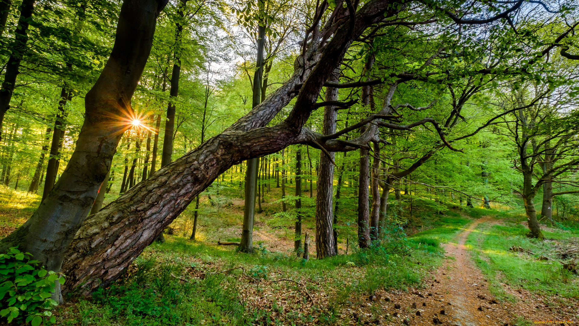 природа, лес, река