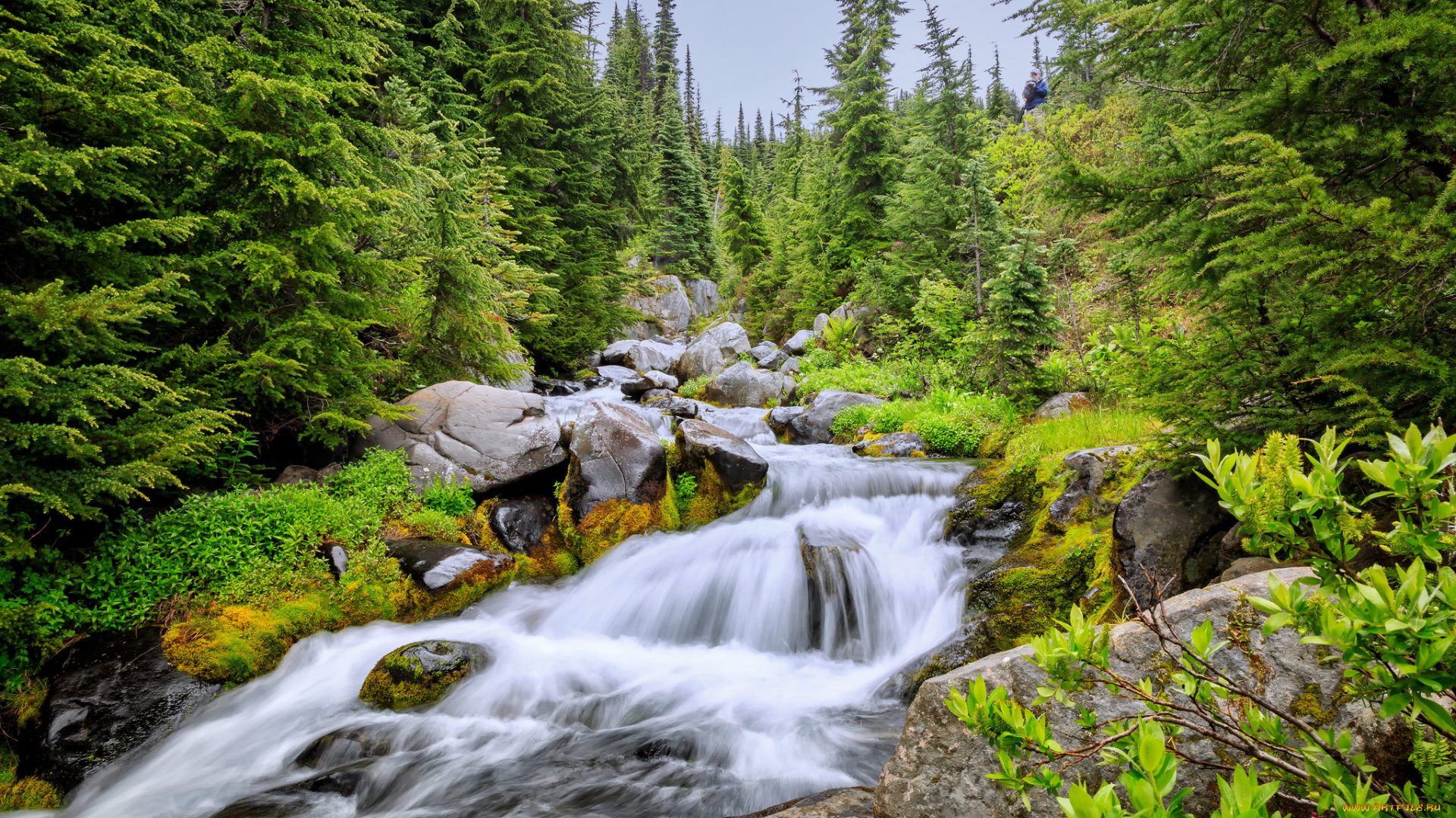 природа, реки, озера, лес, река