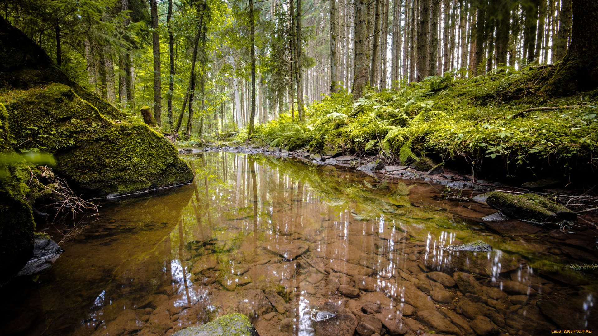 природа, реки, озера, лес, река