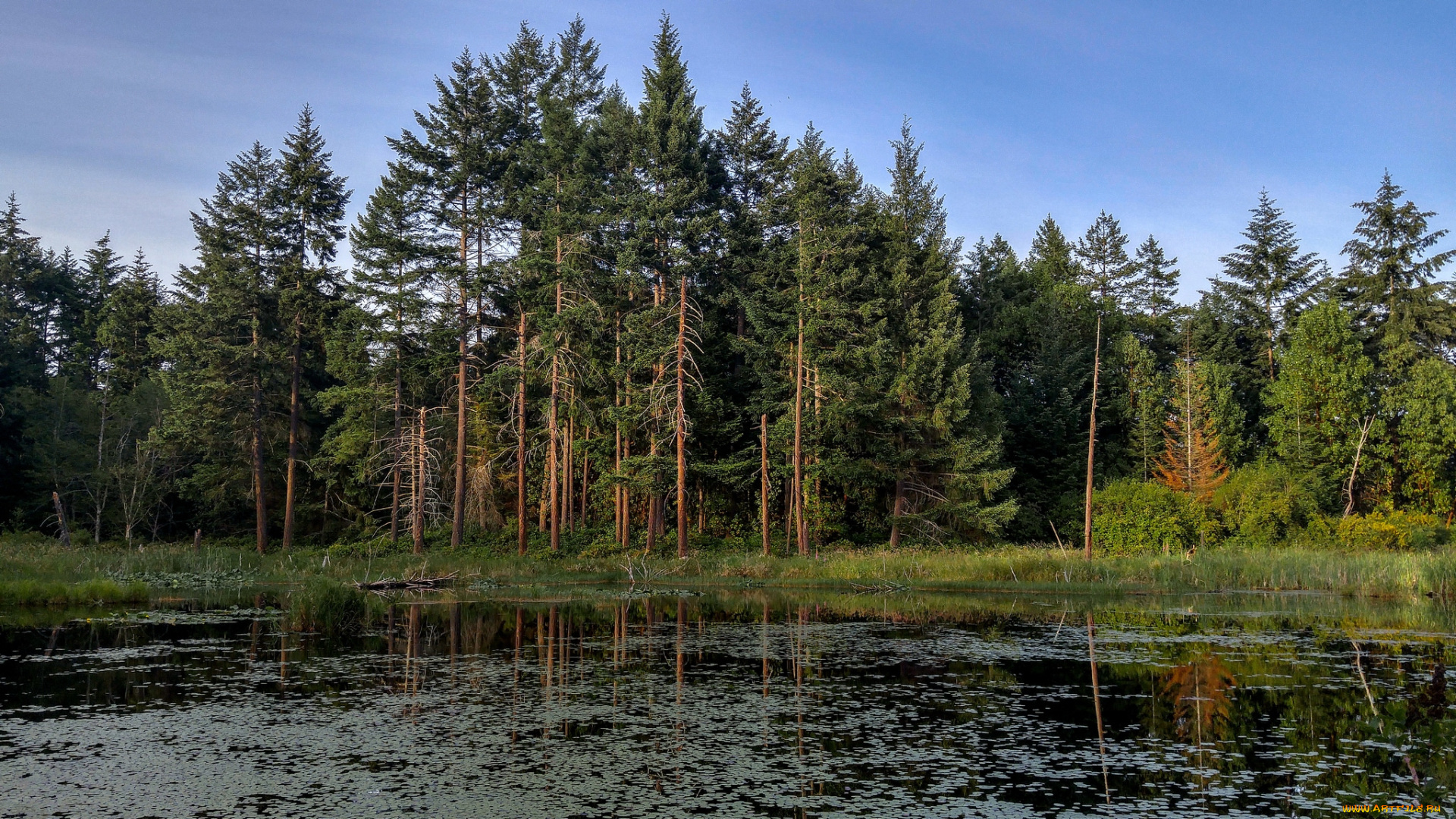 природа, реки, озера, река, лес