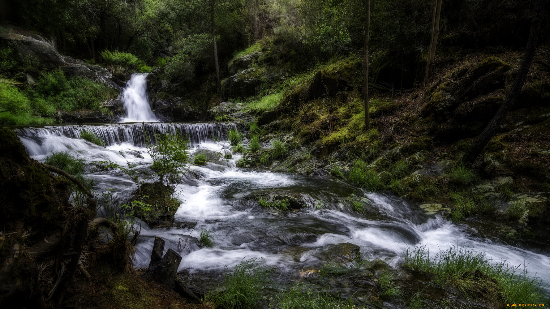 природа, реки, озера, река, лес