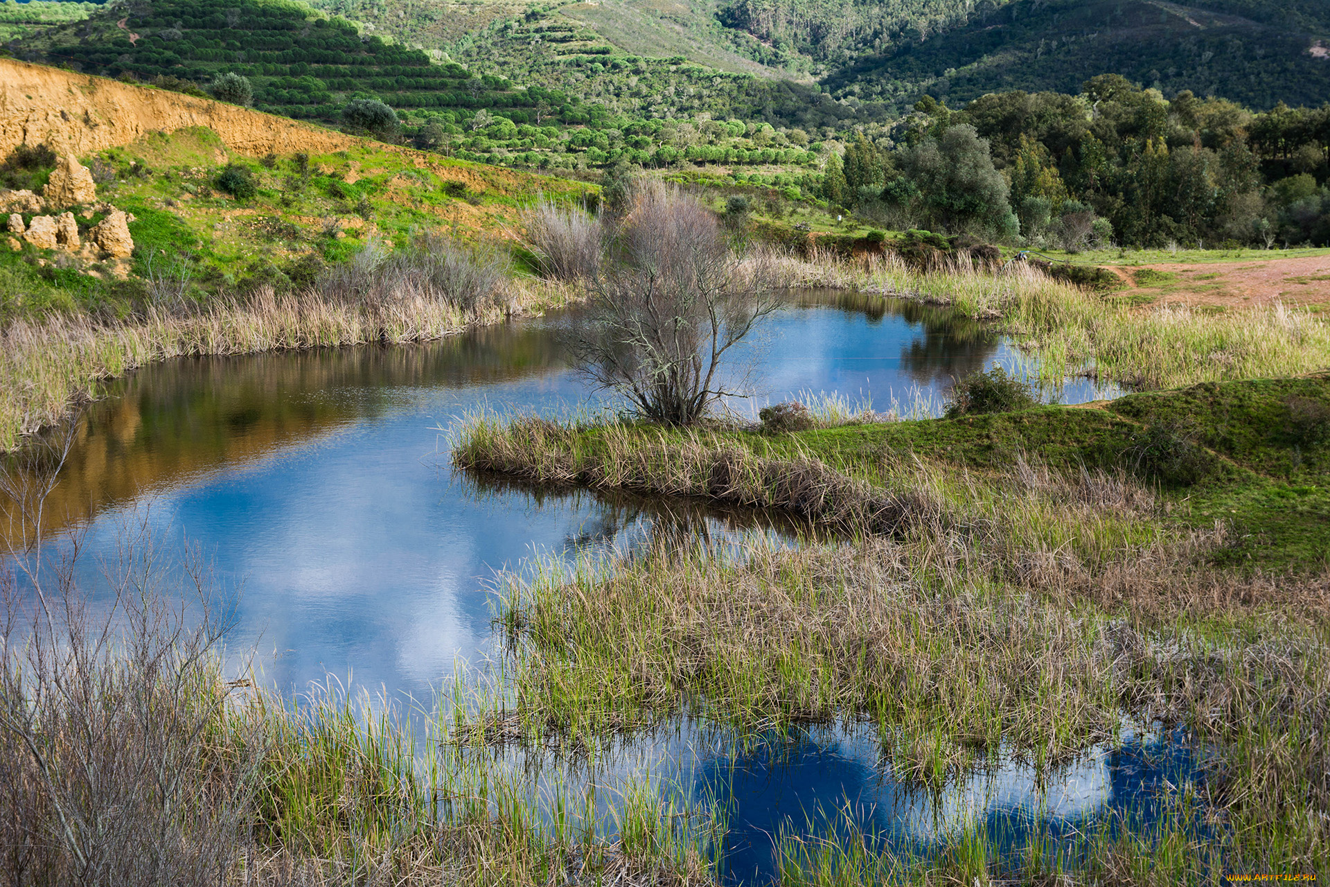 природа, реки, озера, река, лес