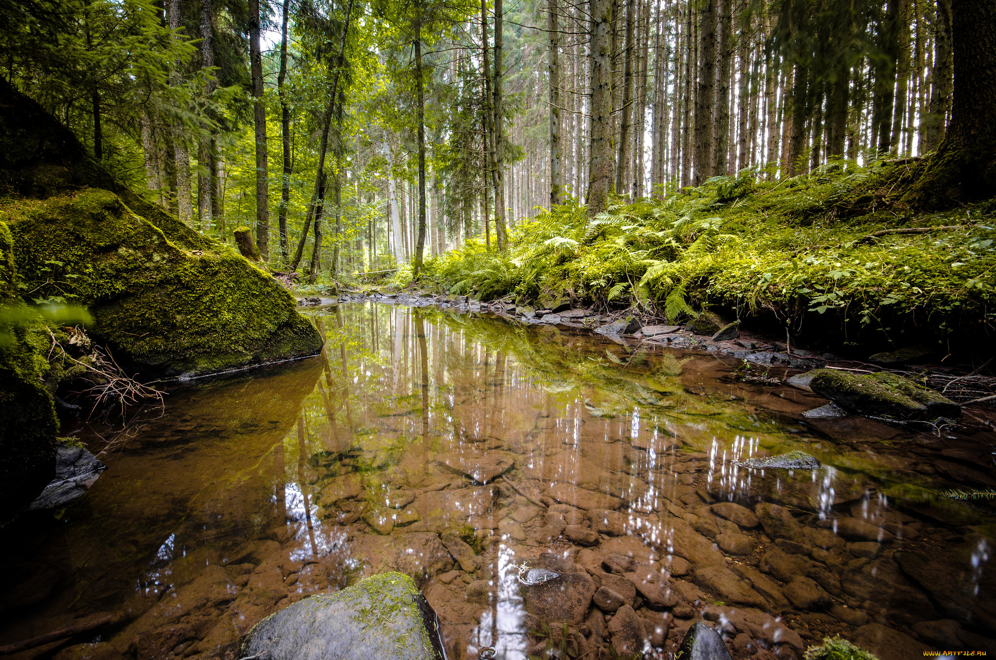 природа, реки, озера, лес, река