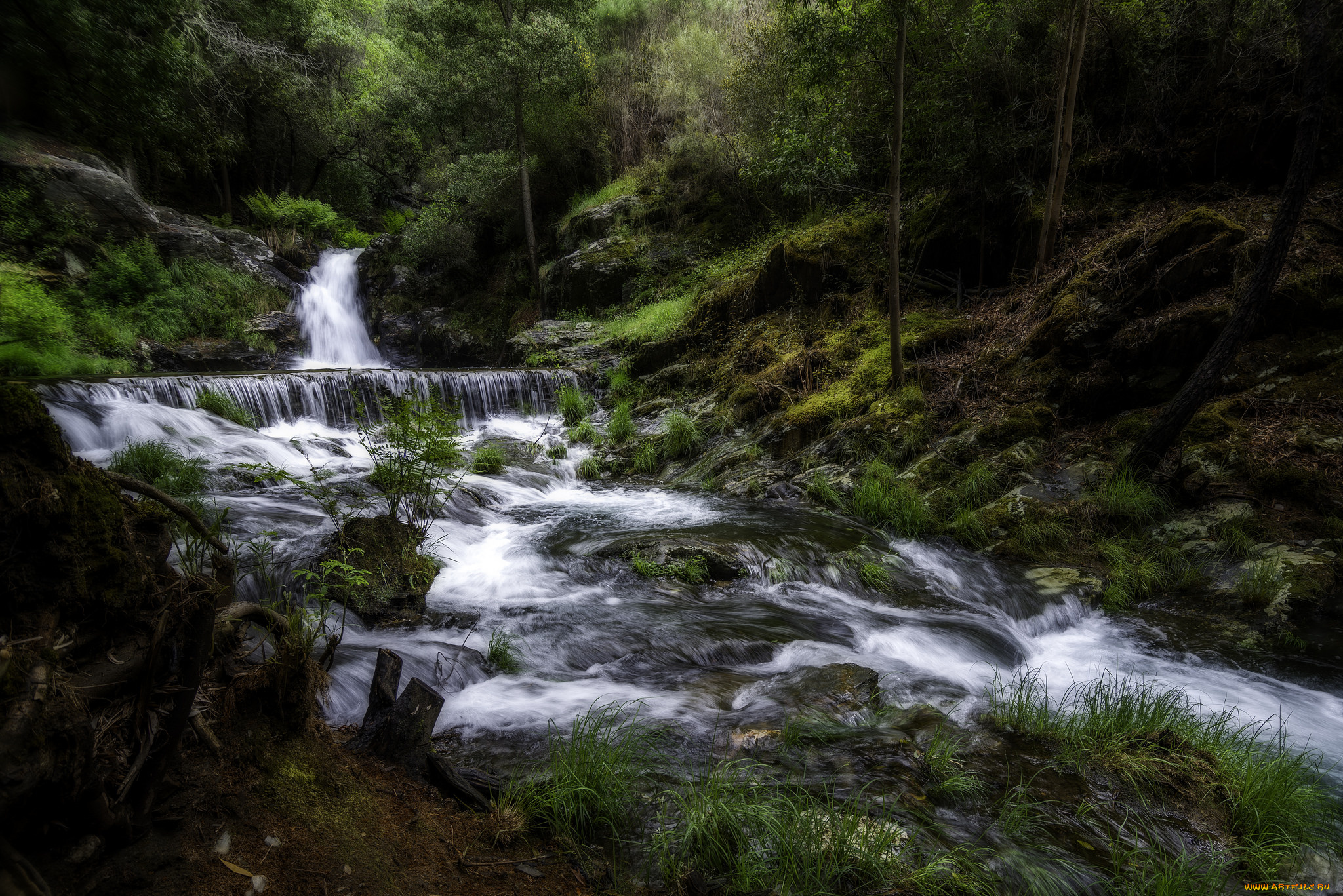 природа, реки, озера, река, лес