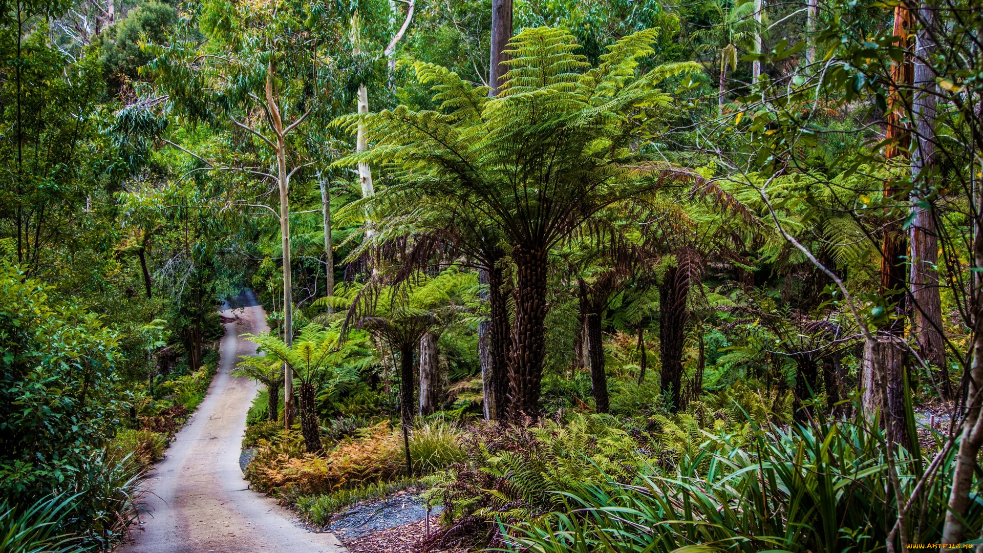 австралия, природа, тропики, деревья